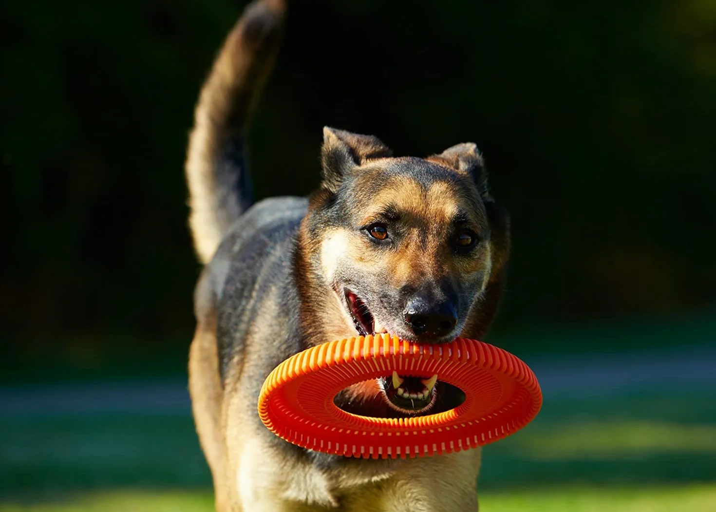 Chuckit! Wytrzymała ulotka zabawka dla psa frisbee rzut i przynieś zabawka przeciąganie liny latający rzut zabawka dla psów