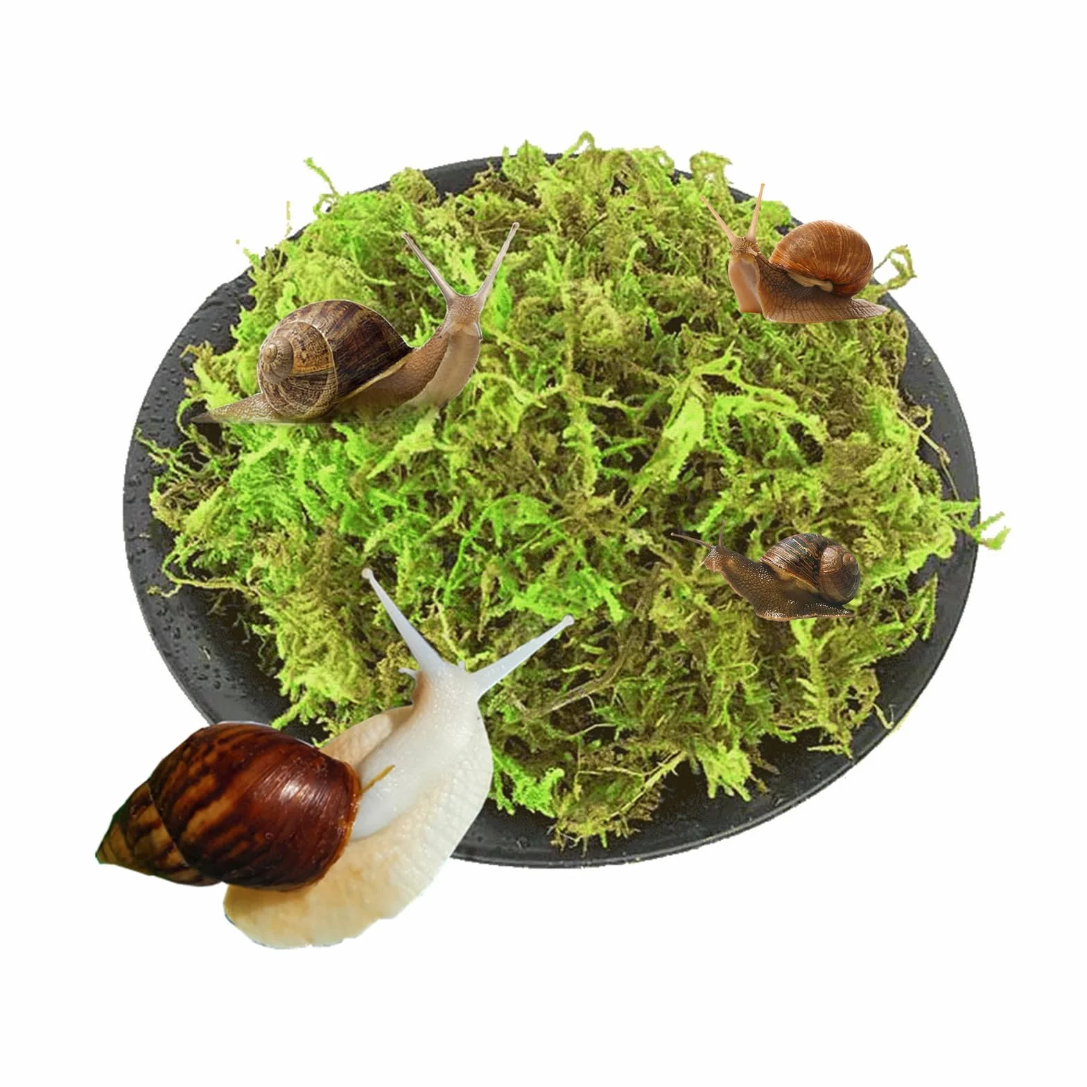 Naturalny mech premium dla gadów, zielony mech, mata mchowa, dekoracja do terrarium, ślimaków, żab, pustelników, żółwi
