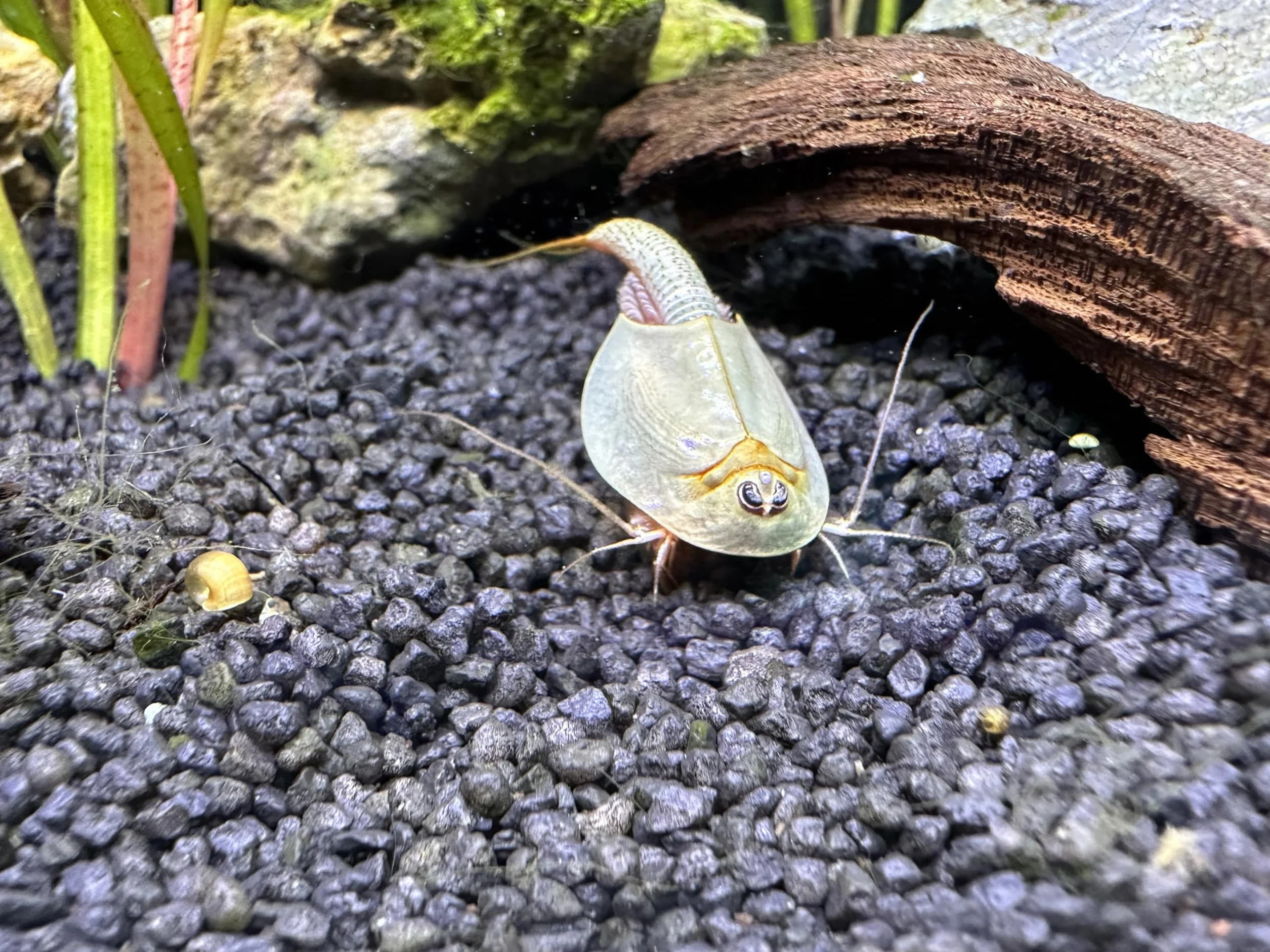 Kopia Triops Longicaudatus ok. 200 Pure Eggs (1 kapsułka)