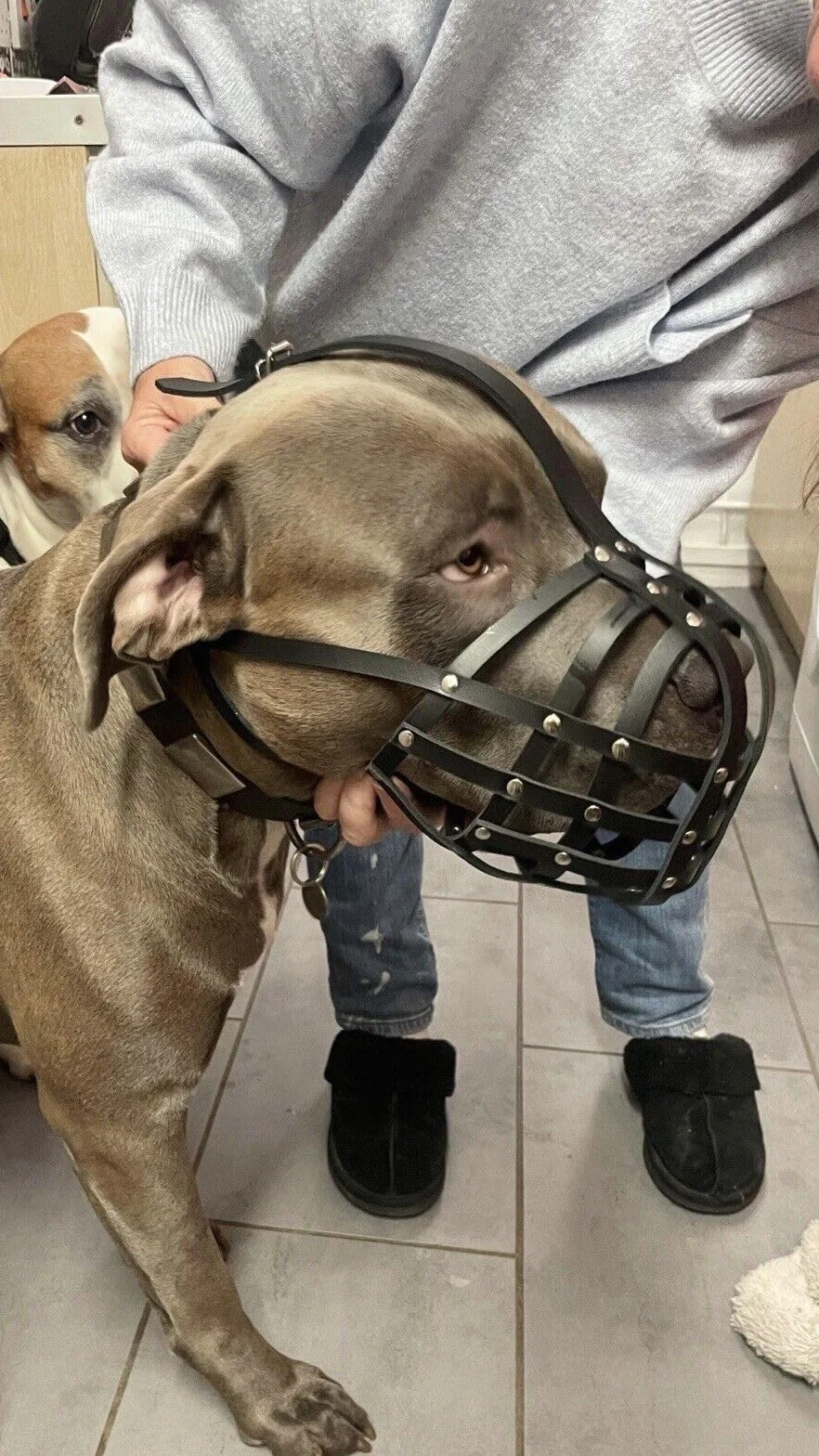 Kaganiec dla psa z prawdziwej skóry dla American Bully, Bully XL i innych podobnych pysków (czarna skóra, AB2)