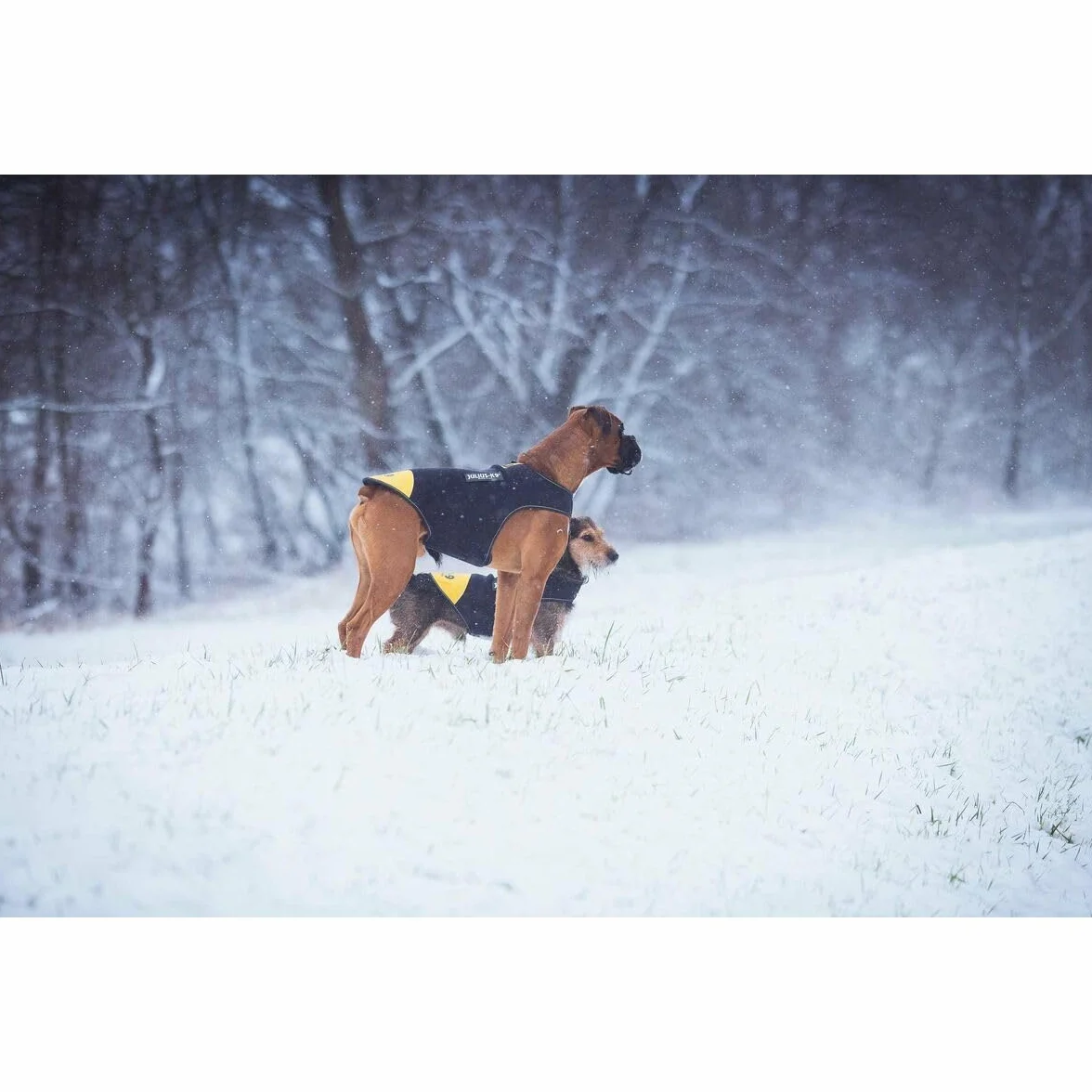 Julius-K9 IDC neoprenowa kurtka dla psa, rozmiar: XL, czarna i żółta