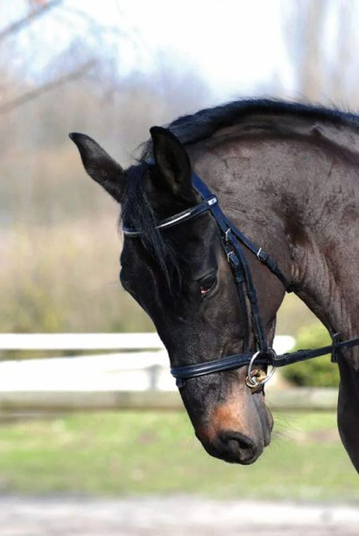Stübben 2262 Golden Wings Snaffle Bit podwójnie uszkodzony