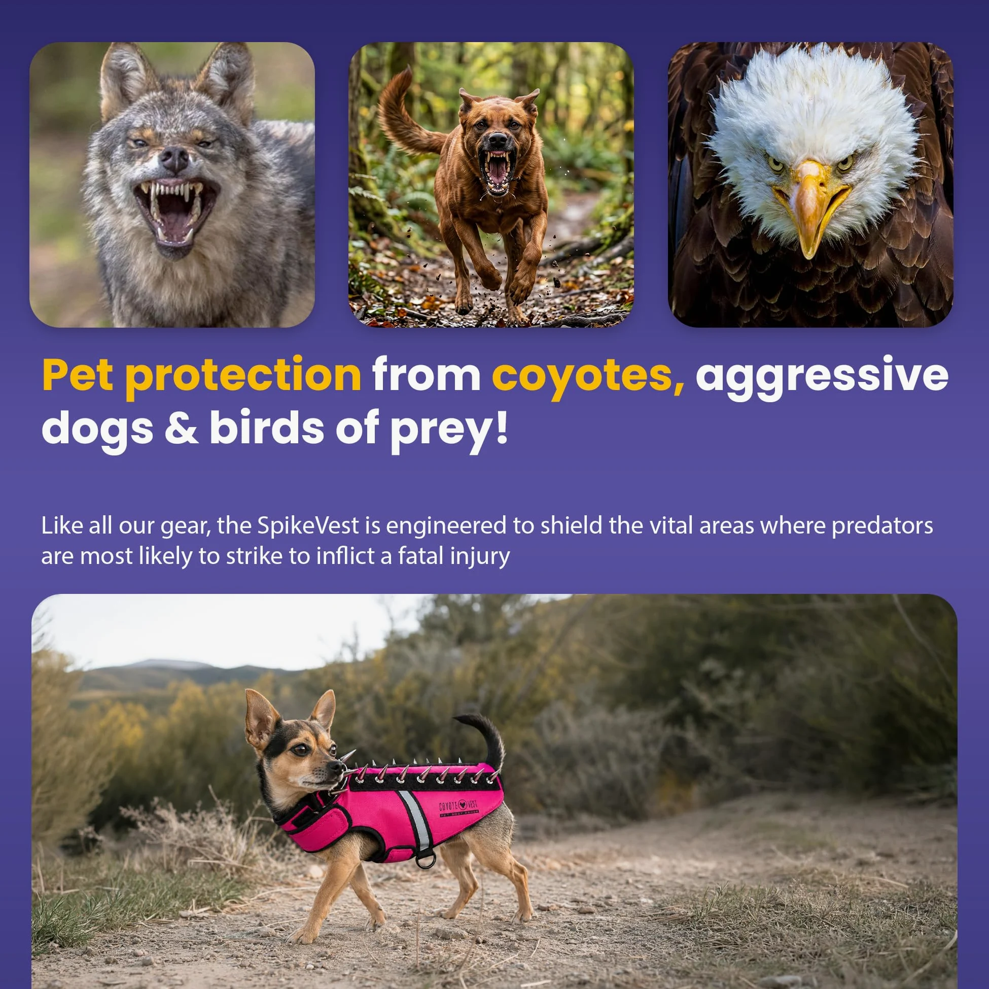 CoyoteVest SpikeVest kamizelka dla psa, odblaskowe akcesoria dla psów z kolcami, które chronią zwierzę przed atakami raptora i zwierząt, zakładki na rzepy do szybkiego noszenia i zdejmowania (rozmiar M, Texas Tan)