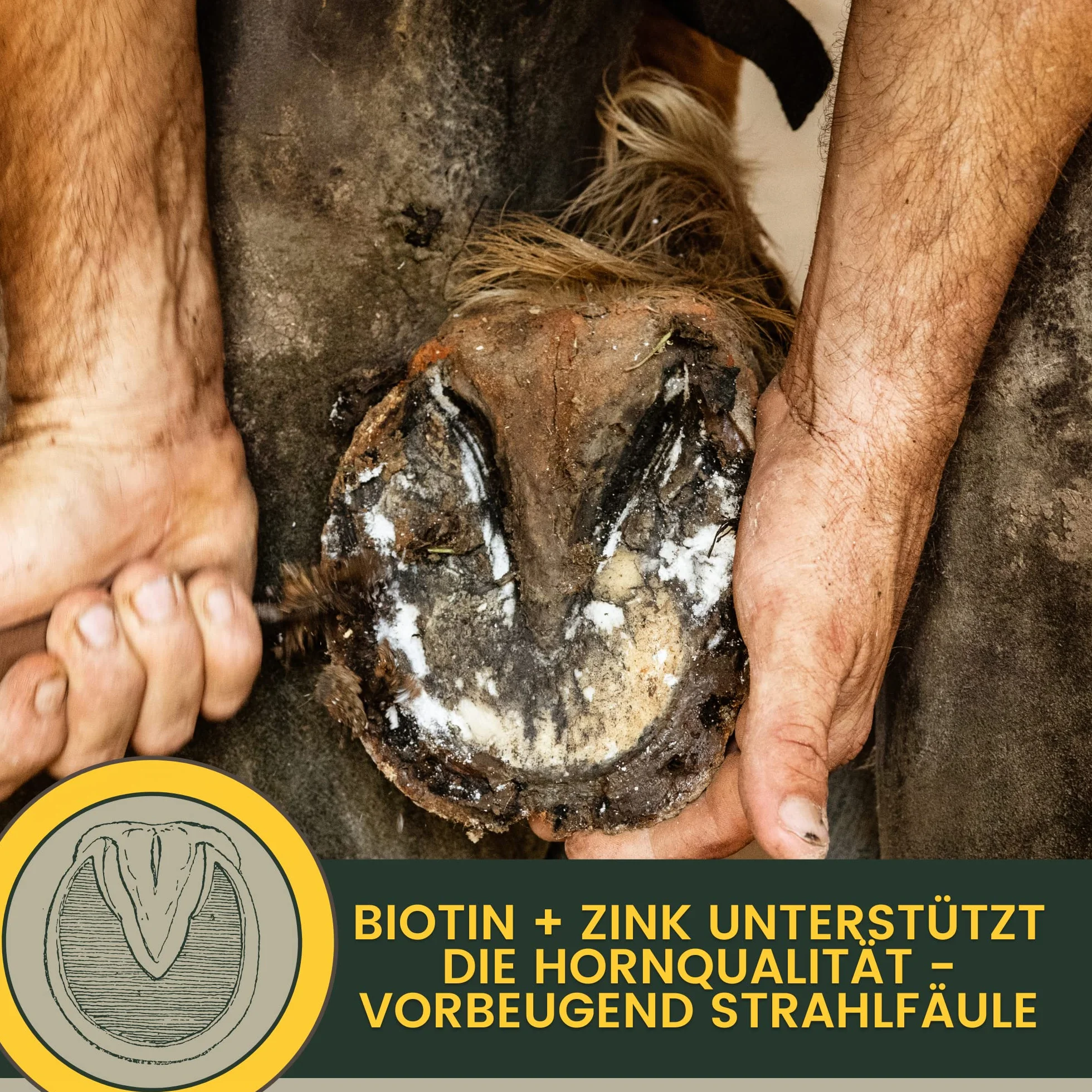 Biotin Plus cynk dla koni, 1 kg – wysoka dawka kuracja dla wzrostu kopyt i jakości kopyt – mineralna karma dla kopyt, sierść skóry – pomoc w przypadku wyprysku i niedoboru cynku – biotyna, cynk