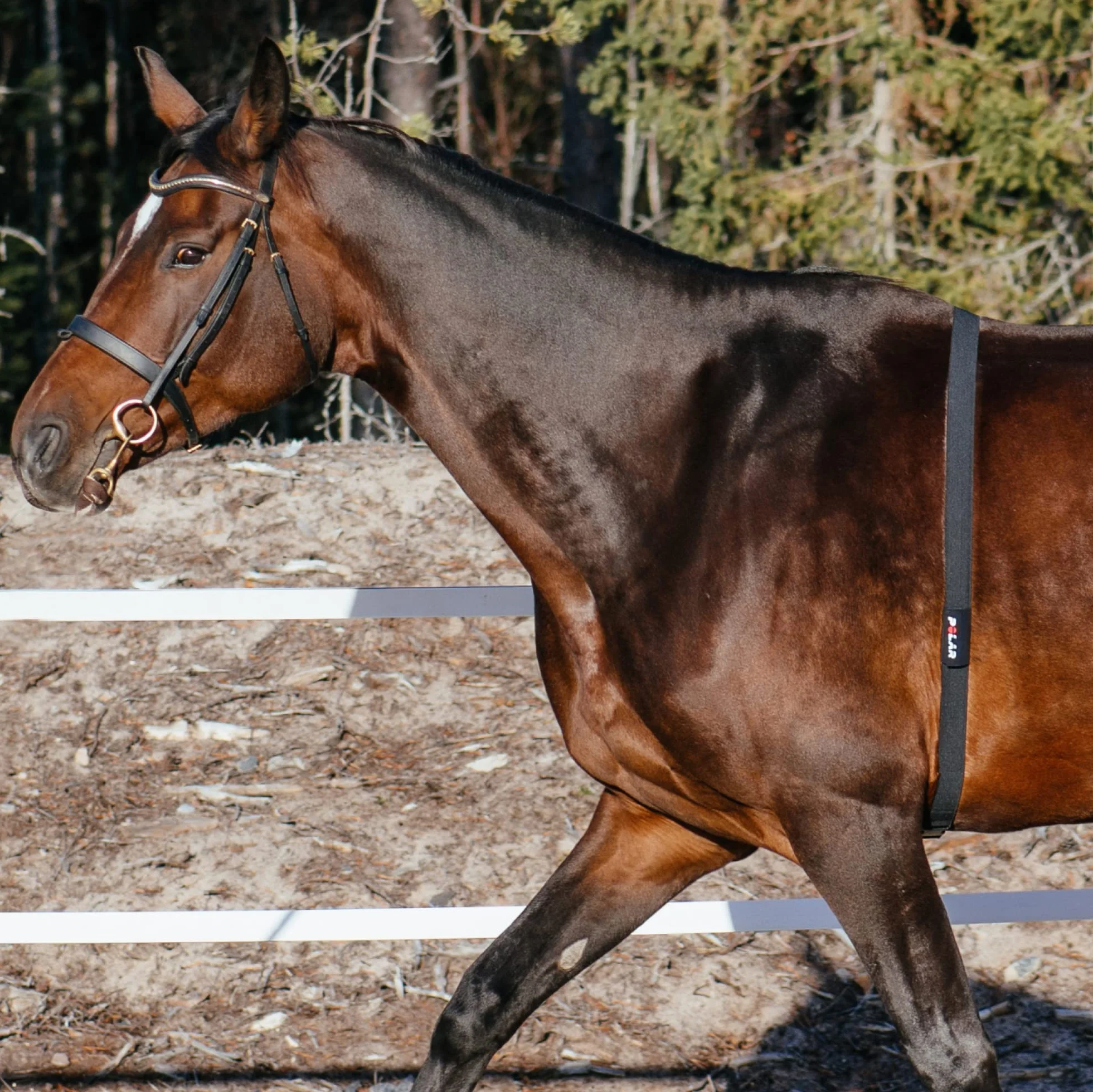 Polar Equine Opaska do jazdy konnej