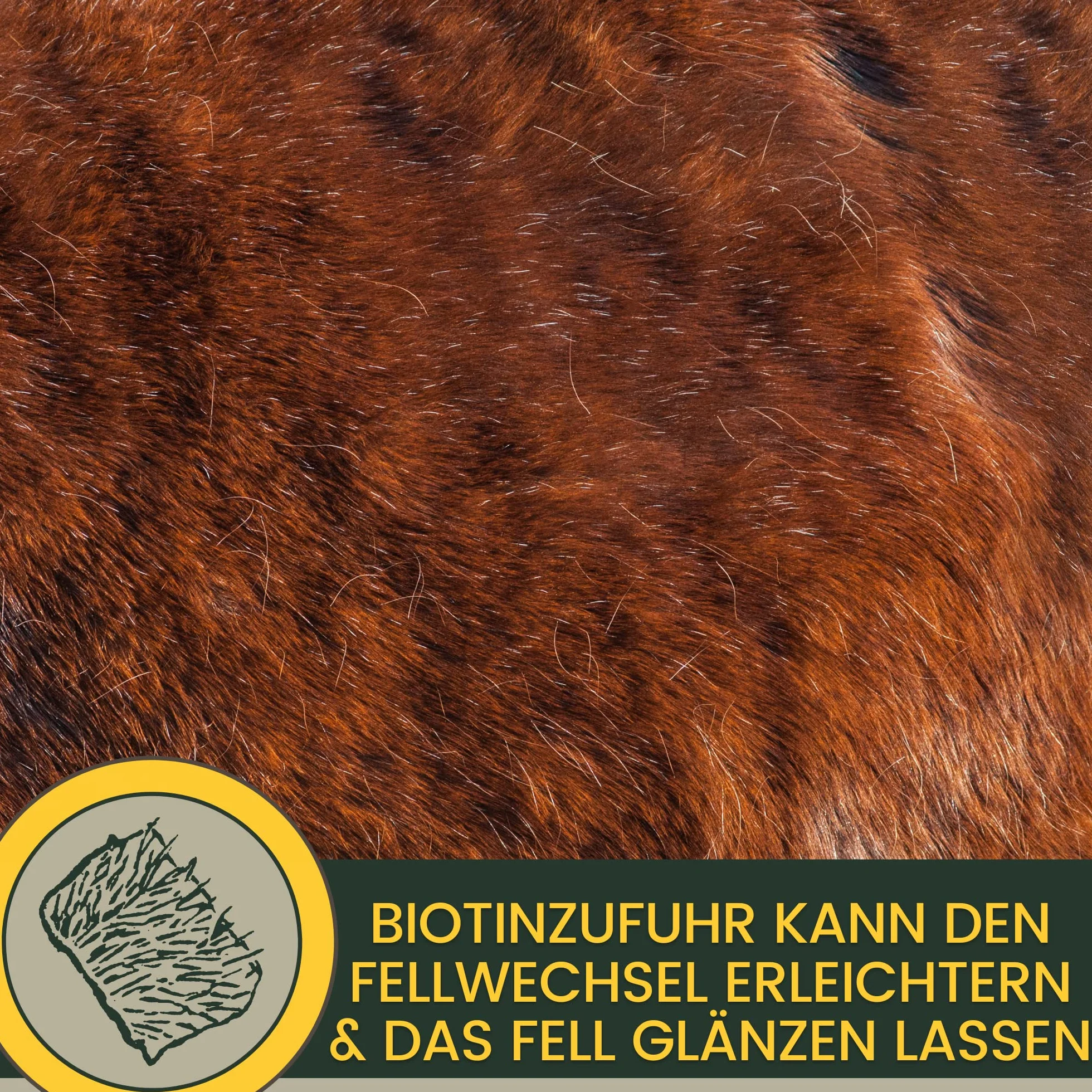 Biotin Plus cynk dla koni, 1 kg – wysoka dawka kuracja dla wzrostu kopyt i jakości kopyt – mineralna karma dla kopyt, sierść skóry – pomoc w przypadku wyprysku i niedoboru cynku – biotyna, cynk