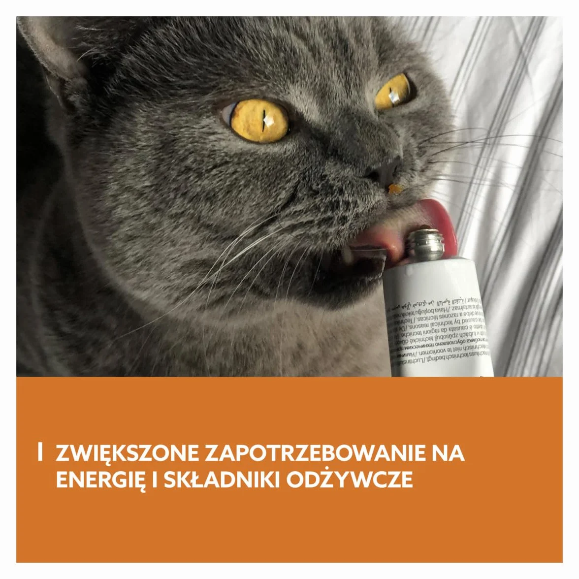 GimCat EXPERT LINE Energy pasta - Funkcjonalny przysmak dla kotów, który dostarcza energię i składniki odżywcze - 1 tubka (1 x 50 g)