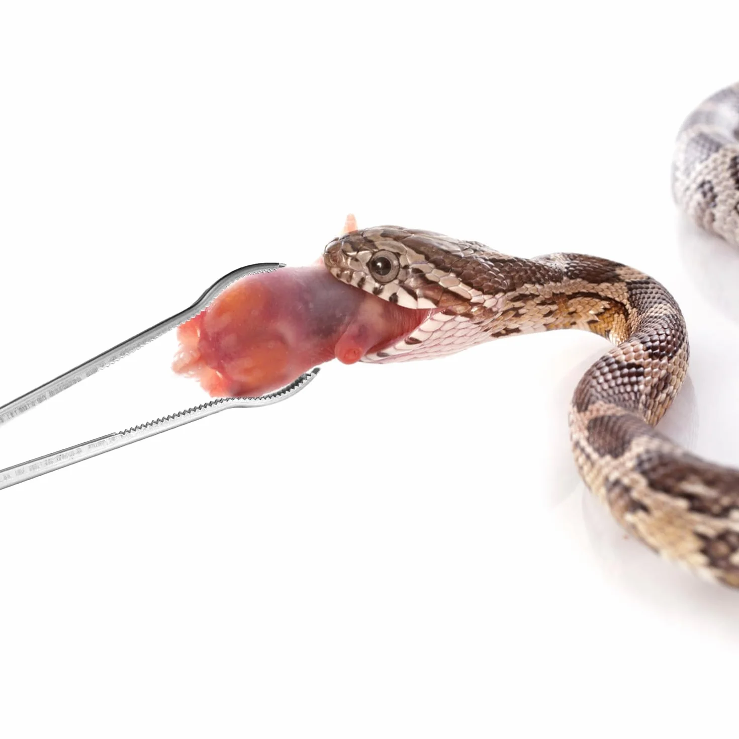 Szczypce do Karmienia Gadów 36,5cm Antypoślizgowe Długie Pęsety do Terrarium