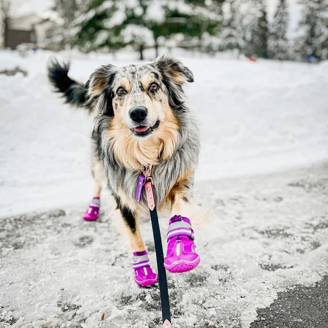 QUMY Buty dla psów wodoodporne buty dla psów z odblaskowymi paskami, wytrzymała antypoślizgowa podeszwa (rozmiar: 7: 2,8 cala x 9,2 (szer. x dł.), fioletowe)