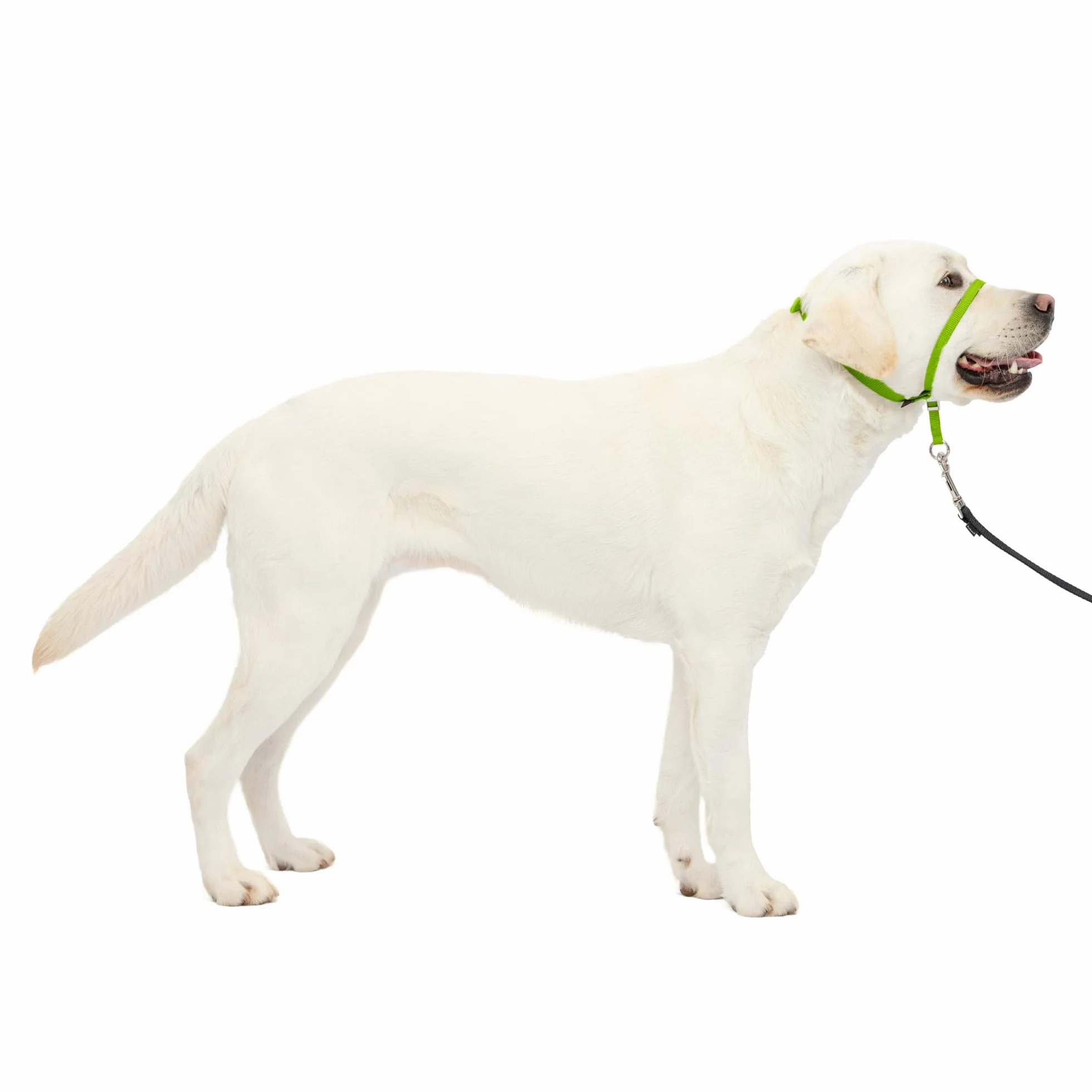 PetSafe Gentle Leader Headcollar No-Pull Dog Collar - Helps Improve Walks - Durable Nylon Construction - Padded Nose Loop - Adjustable Fit - Comfort Walking Halter - Large, Apple Green