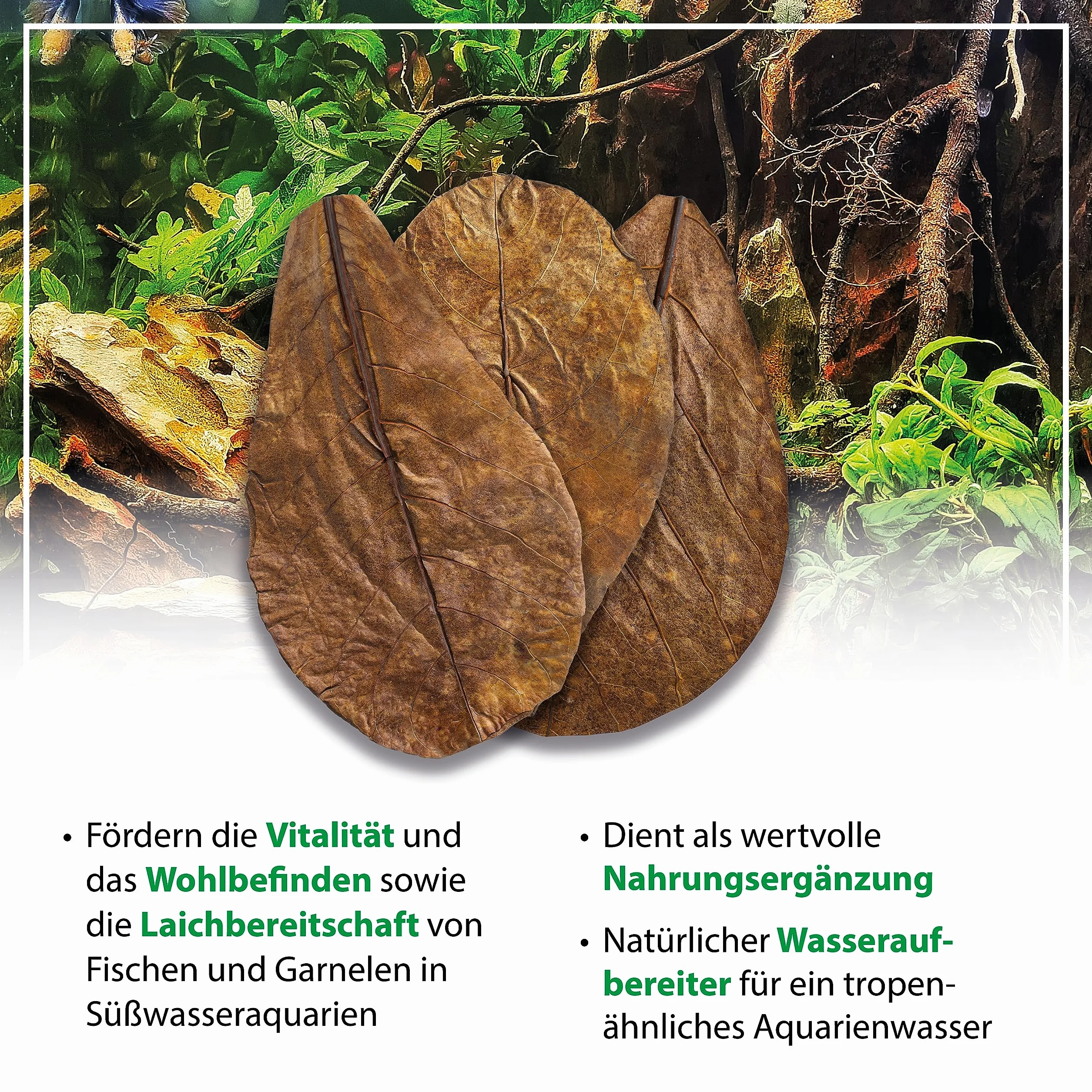 ARKA mySCAPE-CATAPPA Leaves - 8-12 cm / 10 sztuk - naturalny oczyszczacz wody z liści drzewa morskiego do akwariów słodkowodnych, poprawia zdrowie ryb i krewetek