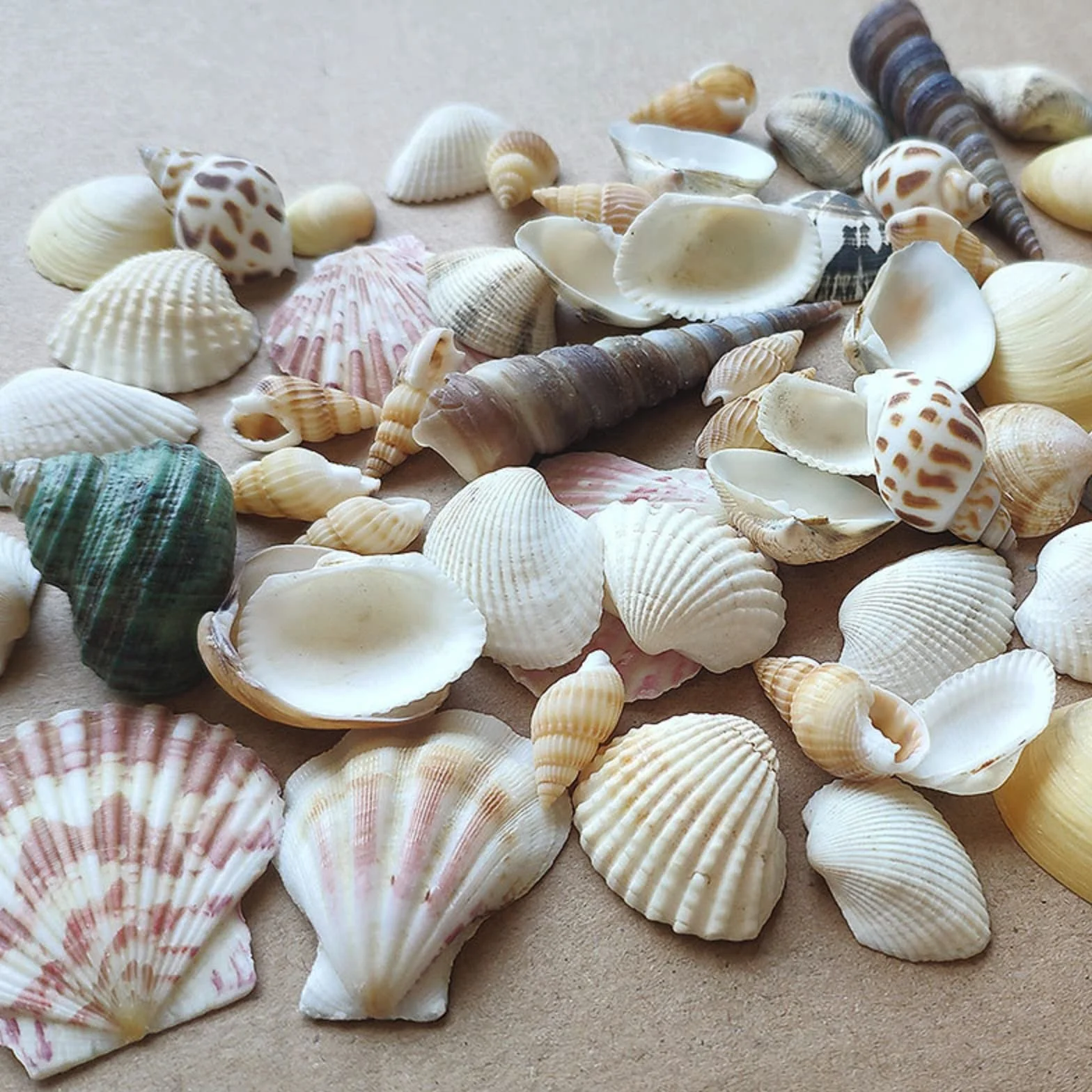 Shells Mixed, naturalne muszle, muszle plażowe, muszle do majsterkowania, dekoracyjne muszle, do majsterkowania i dekoracji domu, dekoracja na imprezy, wesela, ok. 100 g