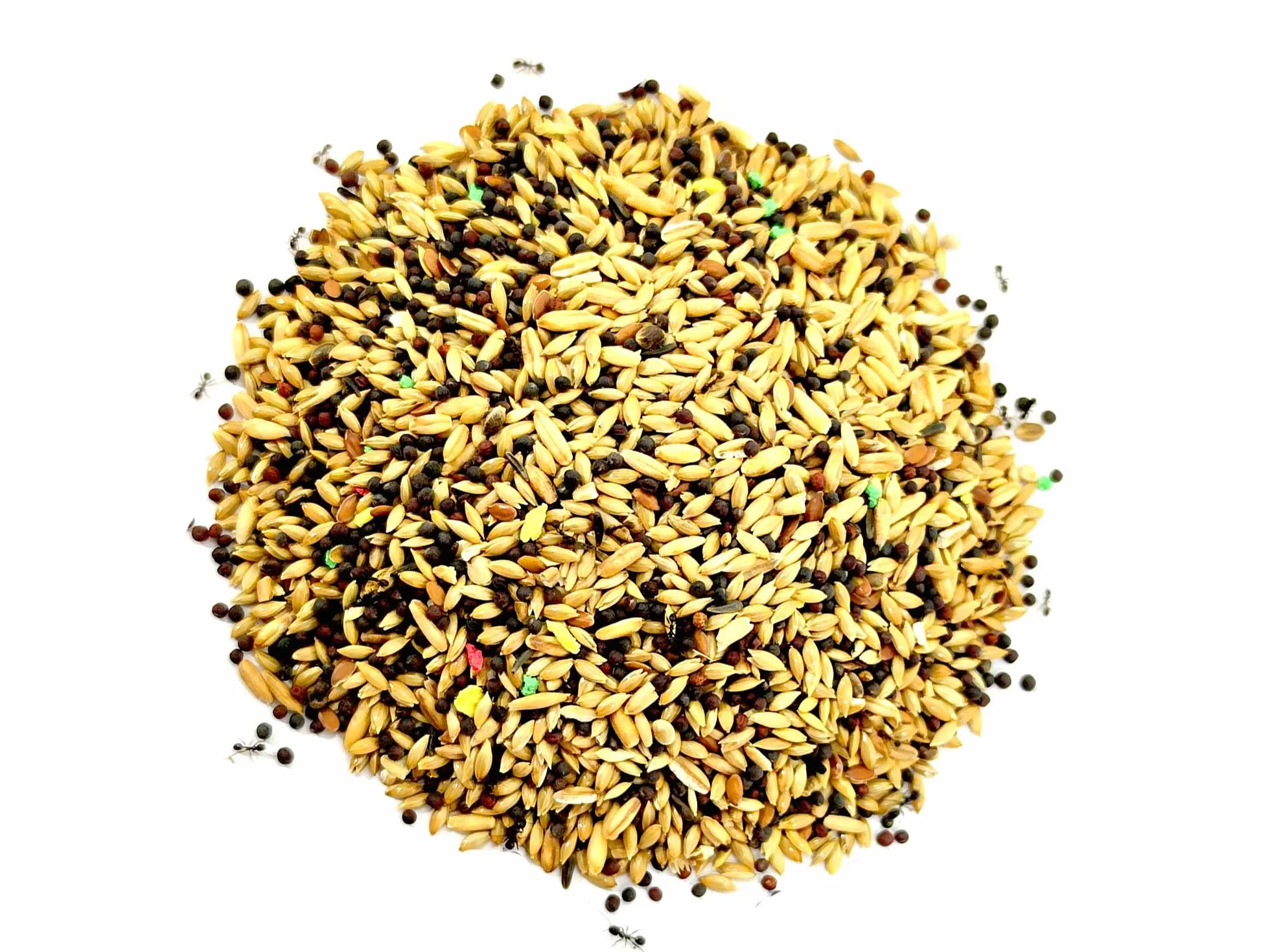 Pokarm dla mrówek, nasion 100 gr, dozownik nasion, do mrówek i mrówek (mały 30 x 30 x 35 mm)
