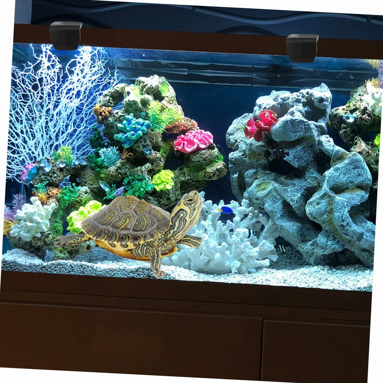 FRCOLOR 6 Sztuk - Blokada Ewakuacyjna Części Do Terrarium Dla Żółwi Zatrzask Zbiornika Dla Gadów Dla Zwierząt Domowych Terrarium Dla Żółwi Dostaw Zatrzask Zbiornika Dla Gadów Szklana