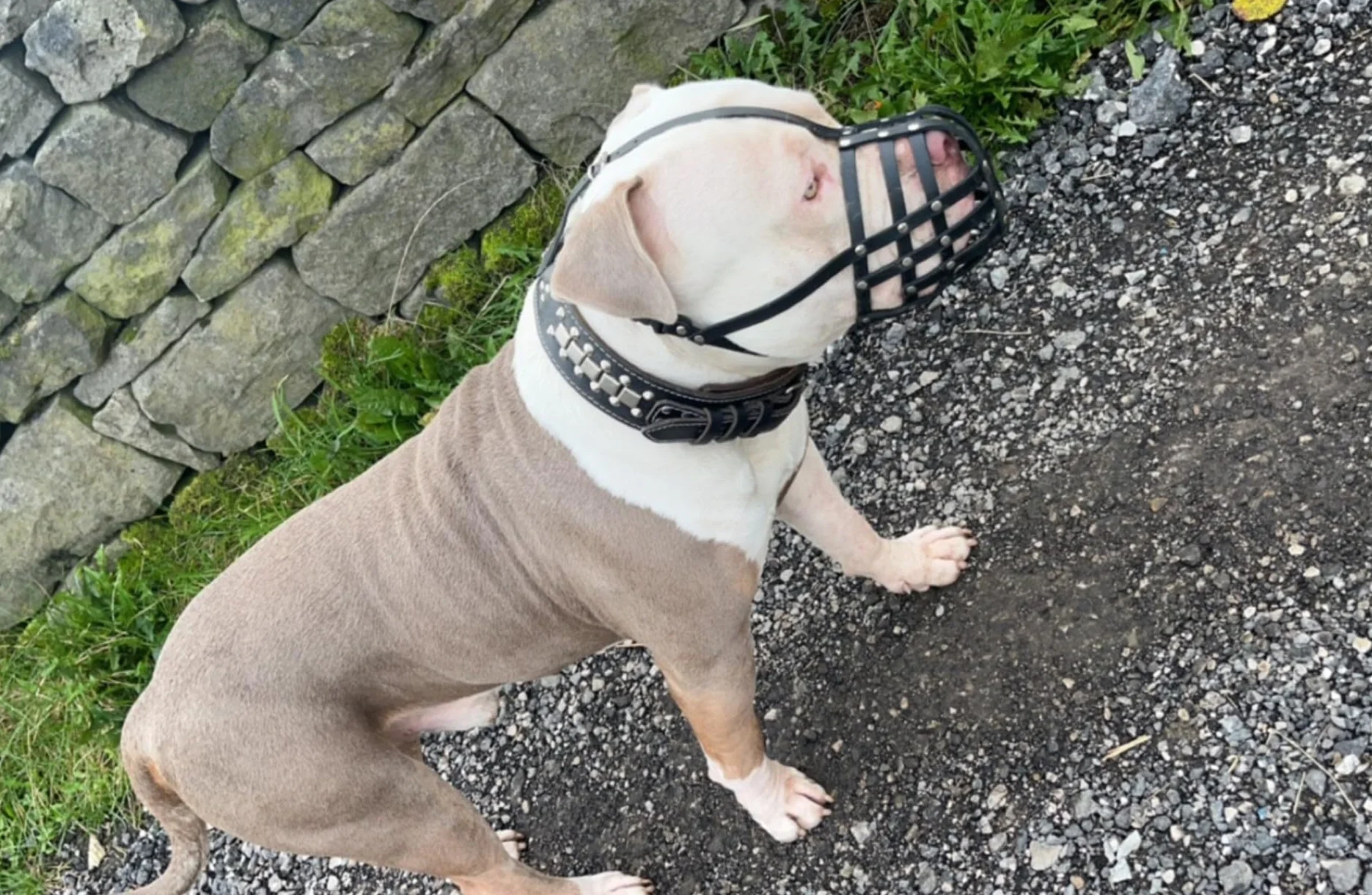 Kaganiec dla psa z prawdziwej skóry dla American Bully, Bully XL i innych podobnych pysków (czarna skóra, AB2)
