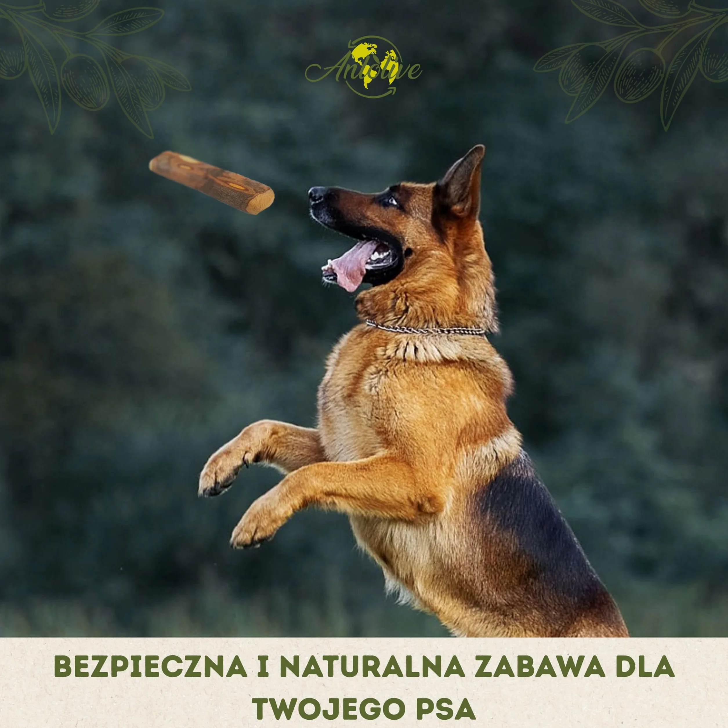 Naturalny gryzak rozmiar XL 27–30 cm | Dla dużych psów | Patyk z drewna oliwnego | Zdrowa, bezpieczna i trwała zabawka | Łagodzi lęk, dba o zęby i redukuje stres