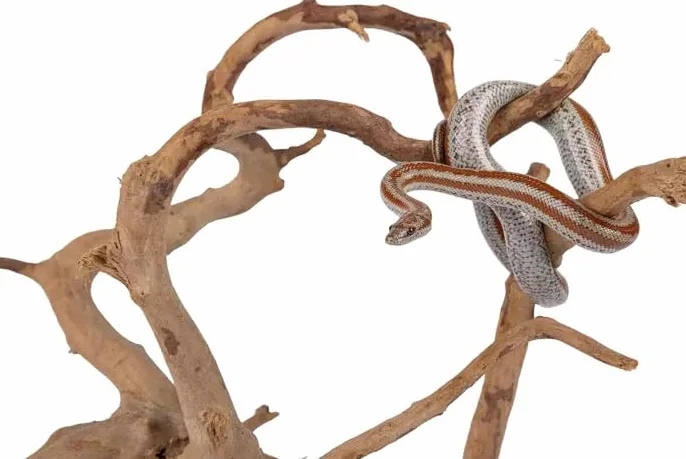 HAPPET Korzeń Japoński Red Moor L – Naturalna Dekoracja do Akwarium i Terrarium, Bezpieczna dla Ryb i Gadów, Unikalny Kształt, Naturalny Wygląd, 35–50 cm