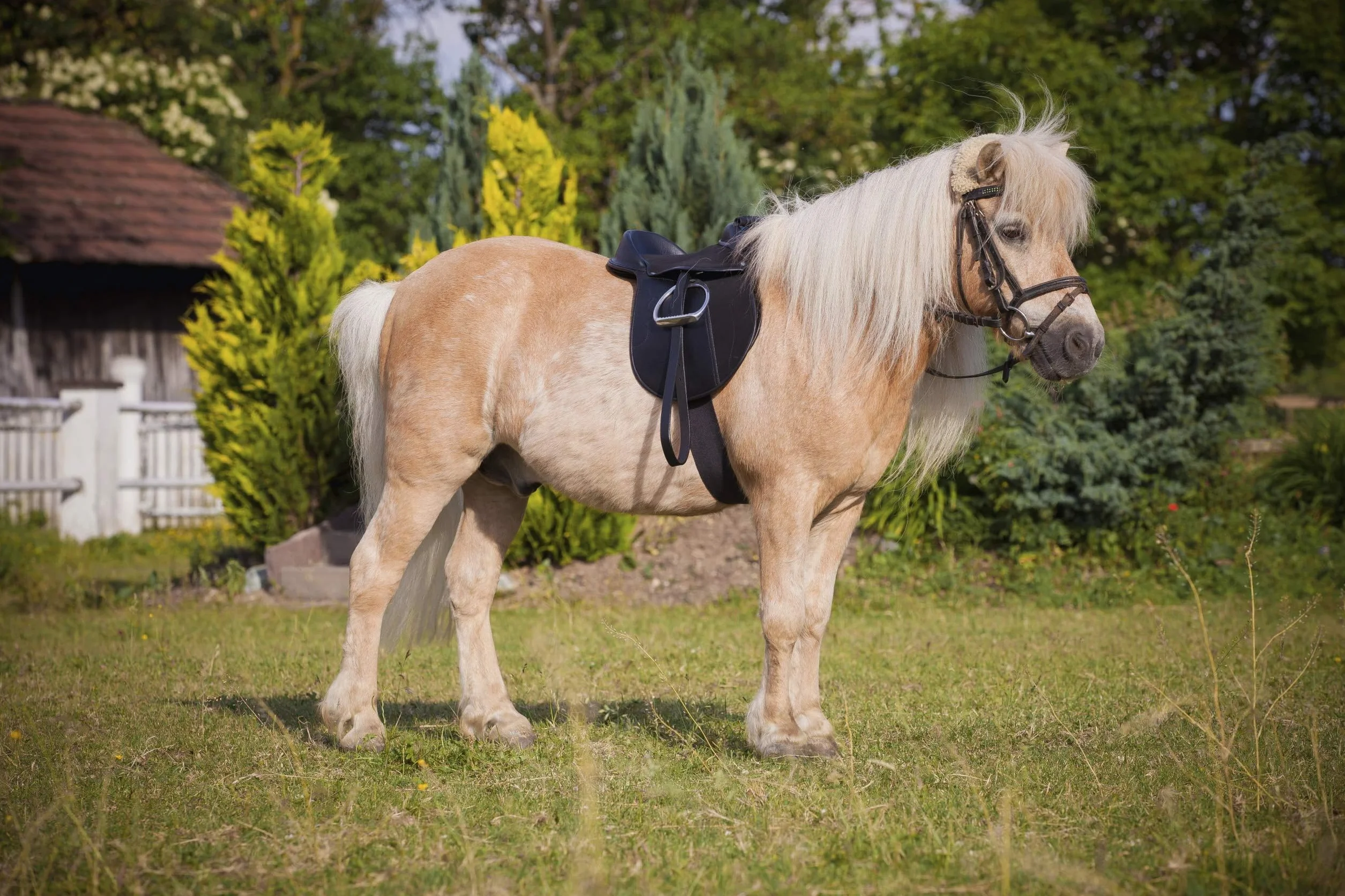Kerbl Economy Pony 325415 zestaw siodełek, czarny