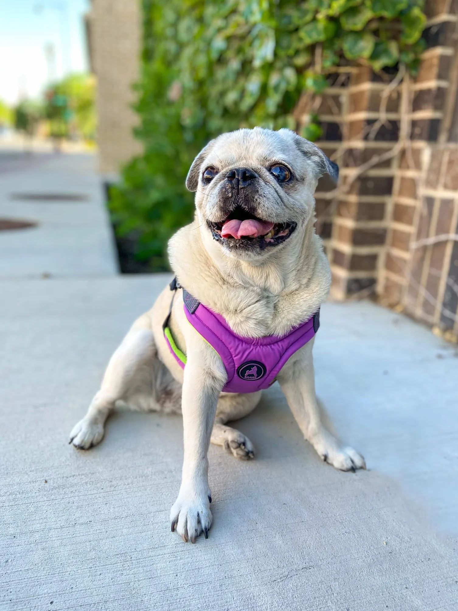 Gooby Escape Free Memory Foam Harness, Small Chest (13-17.2"), Purple