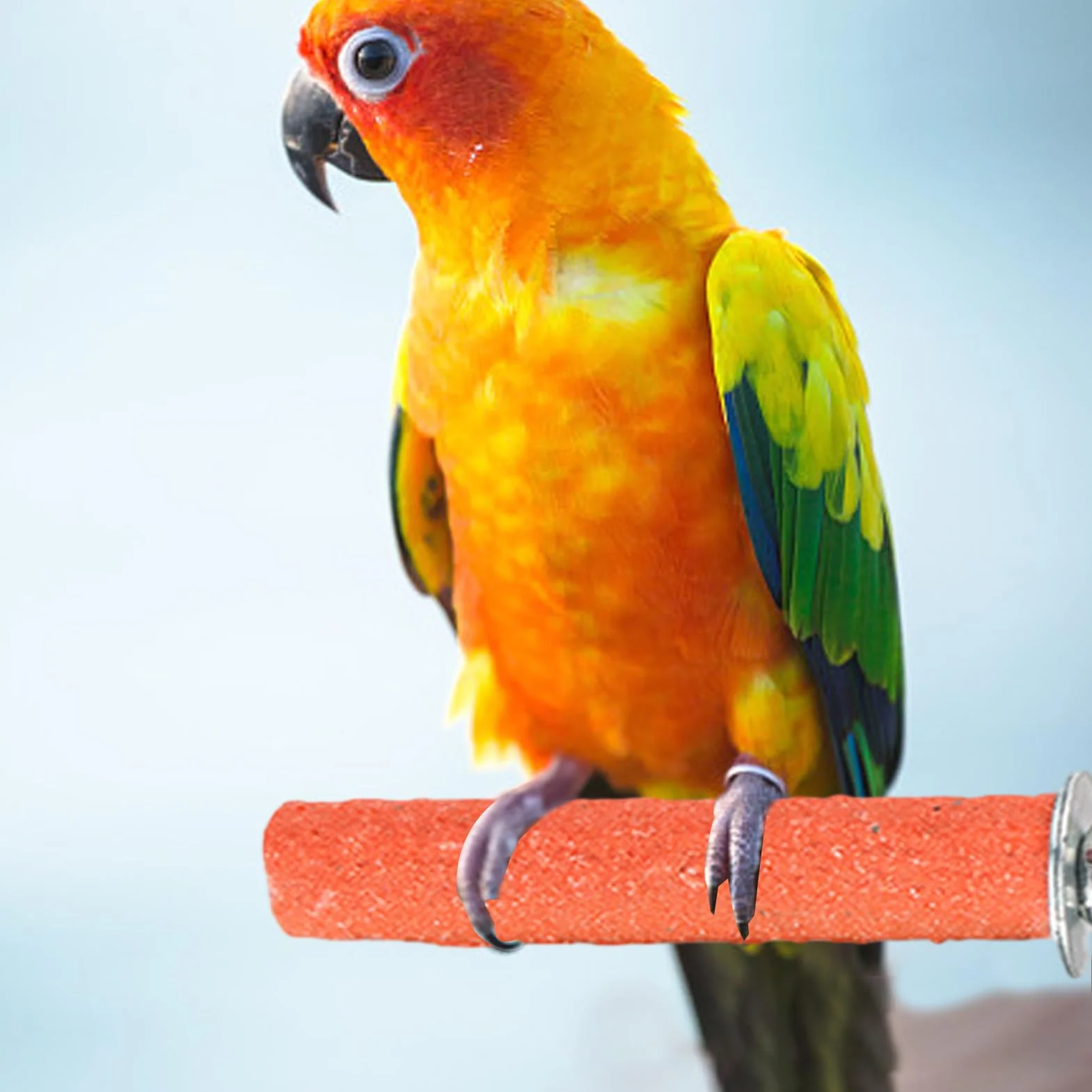 Szlifierka dla ptaków, okonia w klatce dla ptaków – Parrot Frosted stojak na okonie do klatki, zabawka do ostrzenia pazurów, dla papug, papug, gołębi