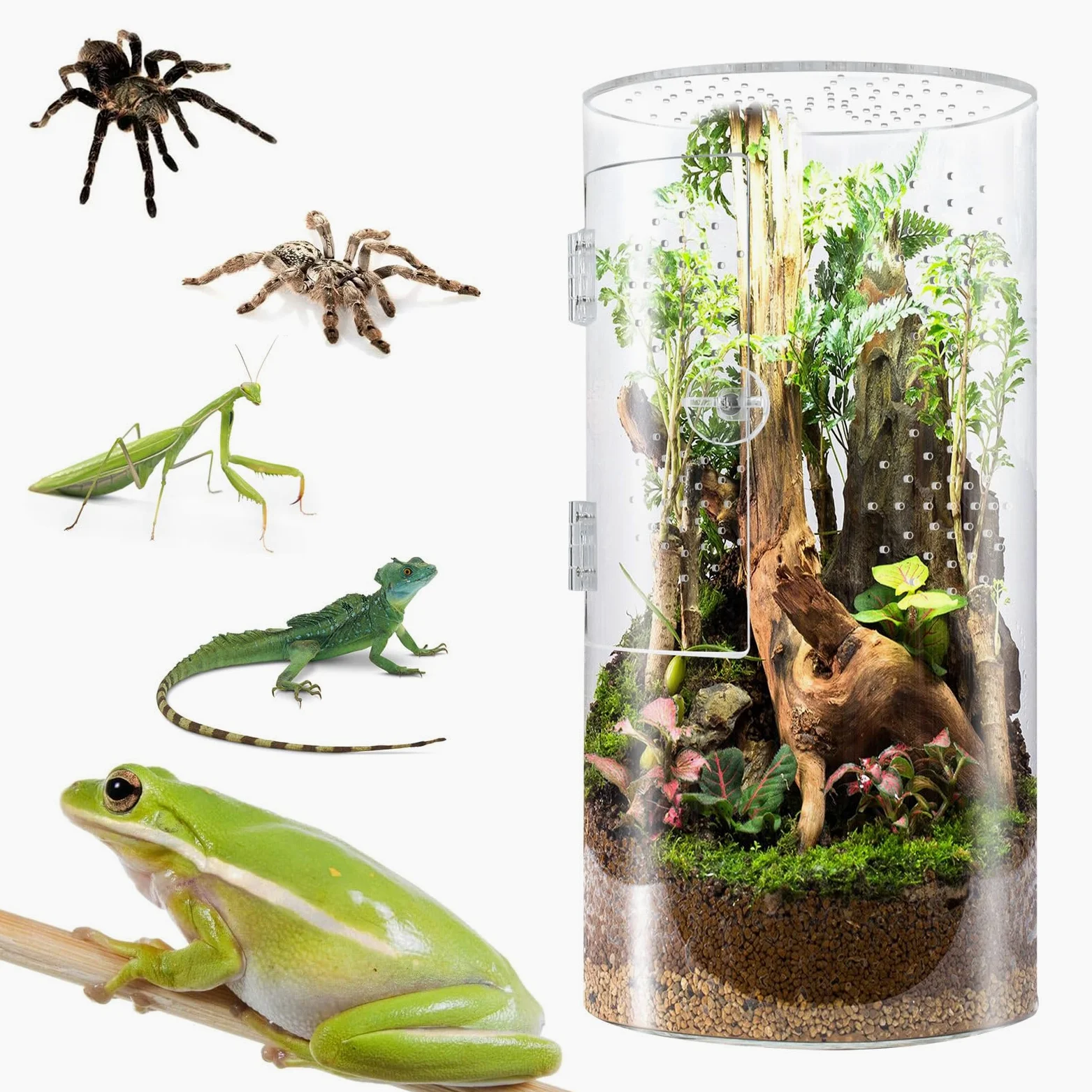 Generic Przezroczysta Obudowa dla Skakających Pająków Wytrzymałe Pionowe Terrarium dla Entuzjastów Jaszczurek, 1 Wysoka Nadrzewna Obudowa Tarantuli
