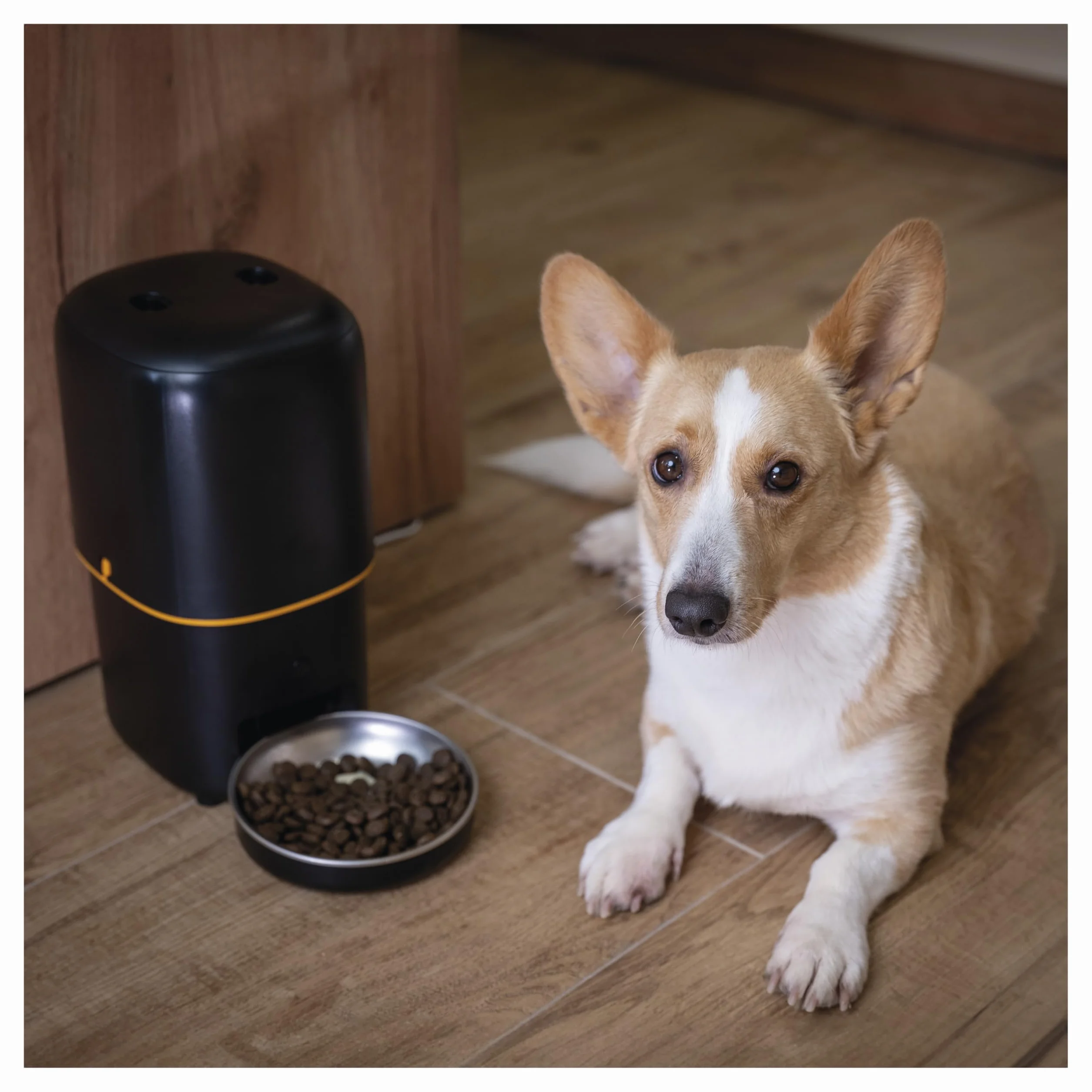 EMOS - GoSmart automat do karmy 4 l – WLAN Pet Care dozownik karmy z aplikacją – automat do suchej karmy dla kotów i psów z harmonogramem, nagrywanie głosu, dozowanie 1-10 posiłków dziennie - czarny