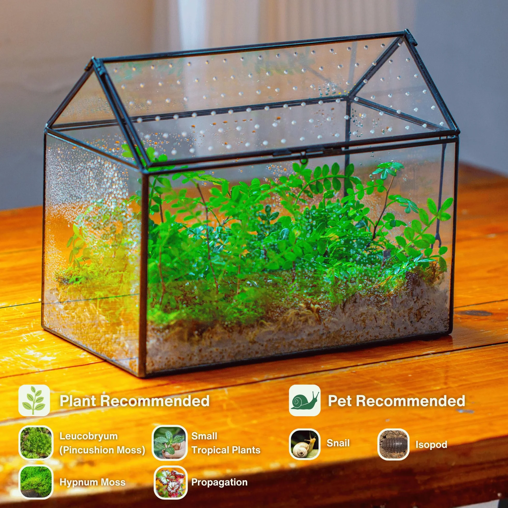 NCYP Szklane terrarium w kształcie domu z akrylową pokrywką, duże, geometryczne pudełko terrarium na ślimaki, paprocie, sukulenty, rośliny powietrzne, czarna dekoracja blatu (bez roślin)
