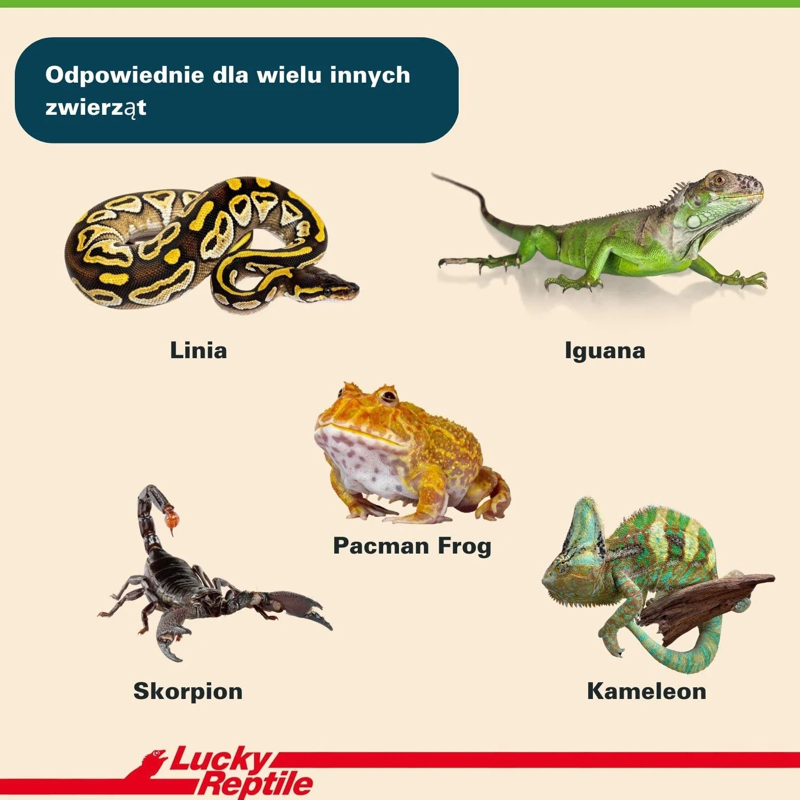 Lucky Reptile 65131 Ziemia dla Gadów i Płazów, 20 l