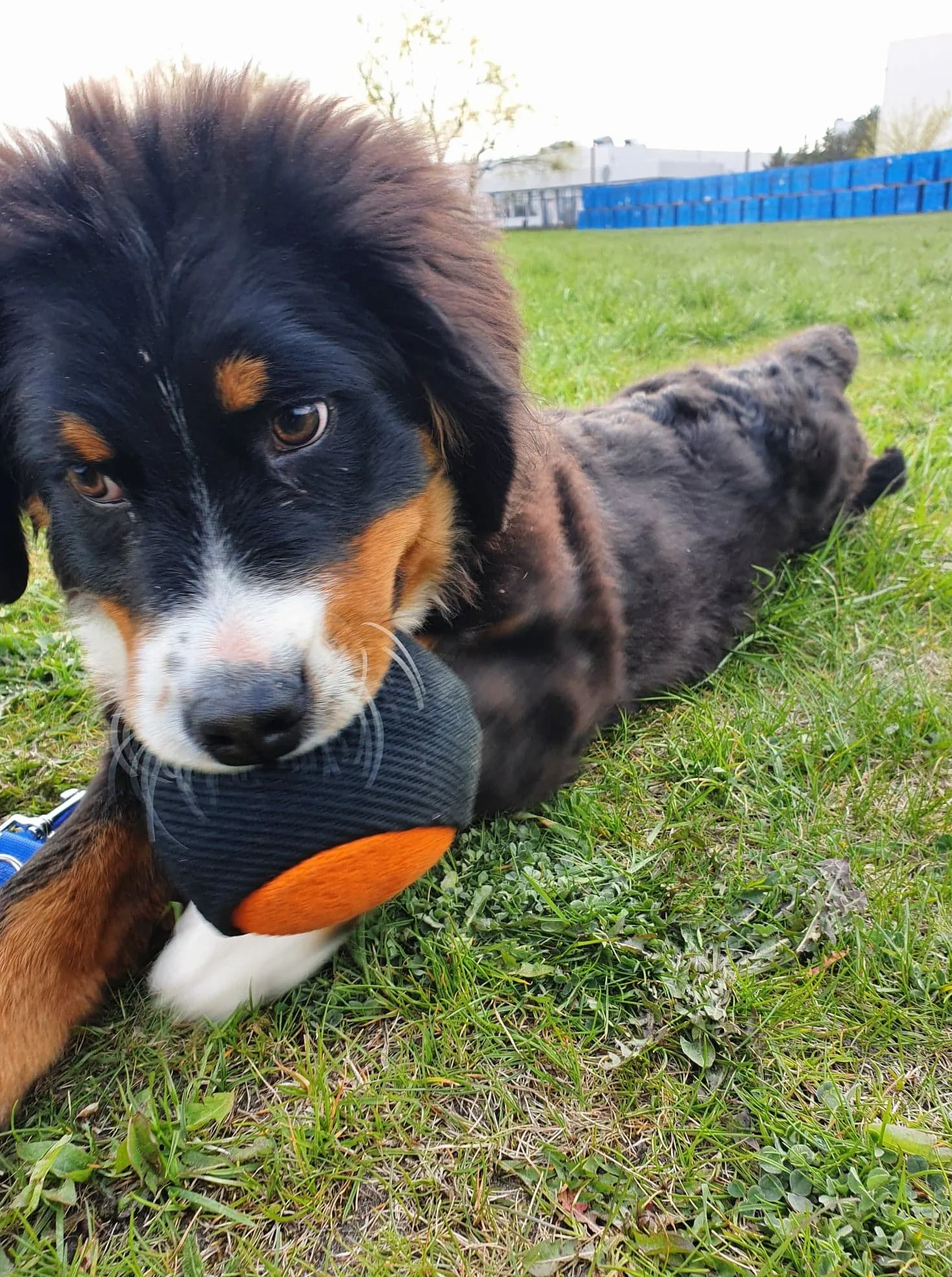 Piłka treningowa Dingo Gear 9 cm z rączką 65 cm nylon aport