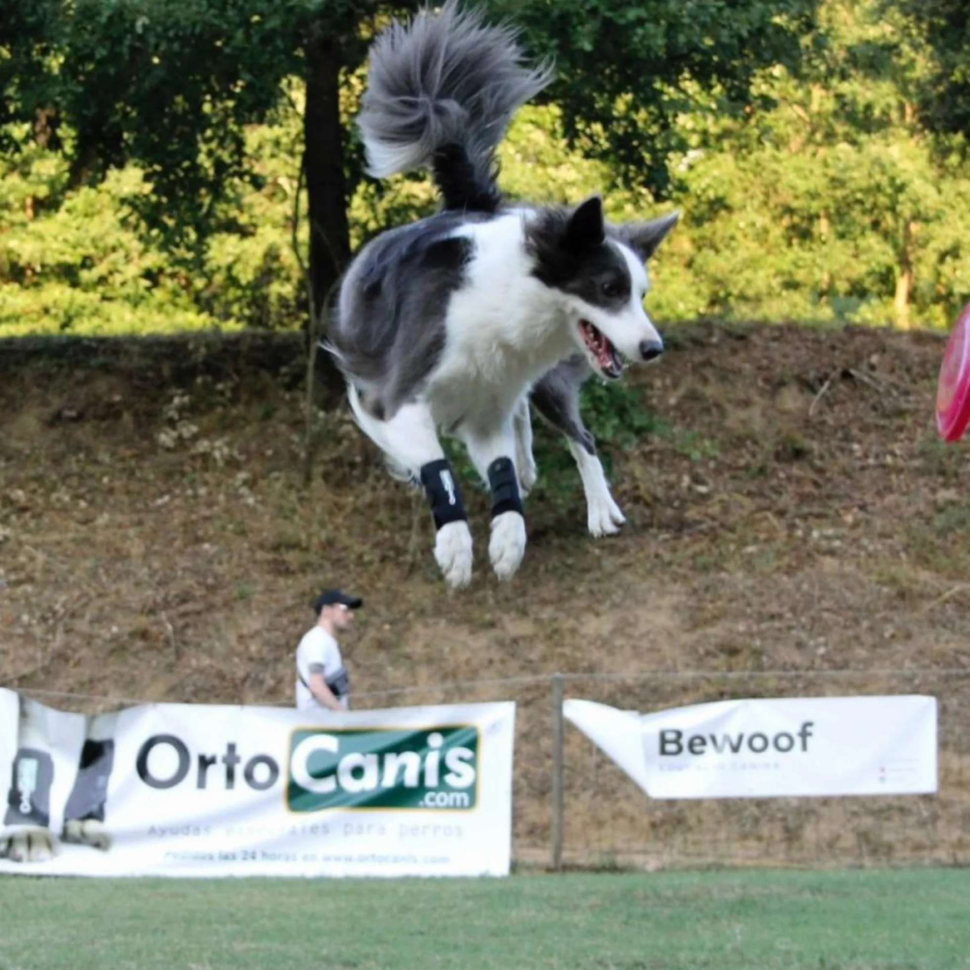 Ortocanis - Bandaż na staw nadgarstkowy dla psa - Artroza, urazy więzadeł i ścięgien lub Agility dla psów - Wykonany z neoprenu ARD - Rozmiar XXS 5-8 cm
