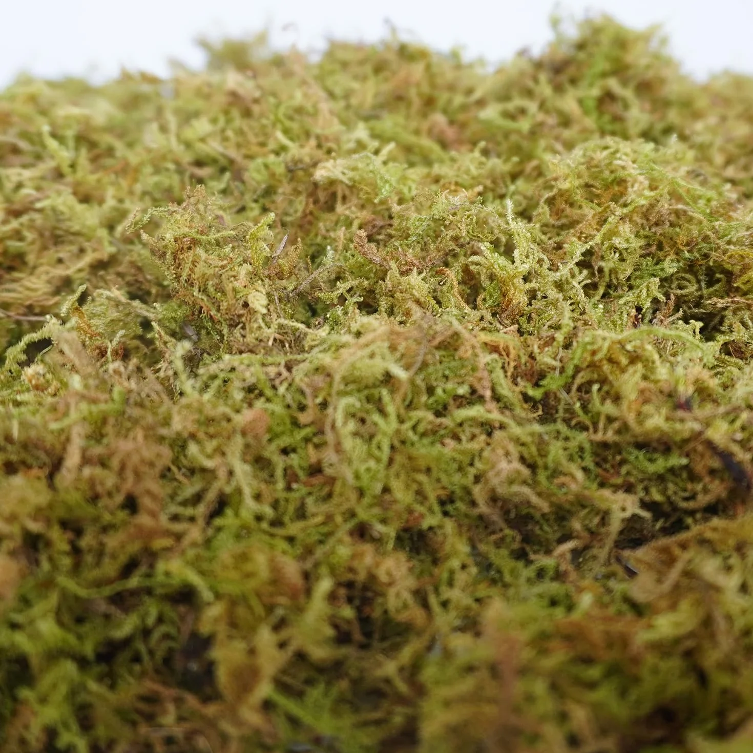 150g ściółka z mchu dla chomików, ozdoba małego zwierzaka, dobre akcesorium do klatki dla chomików