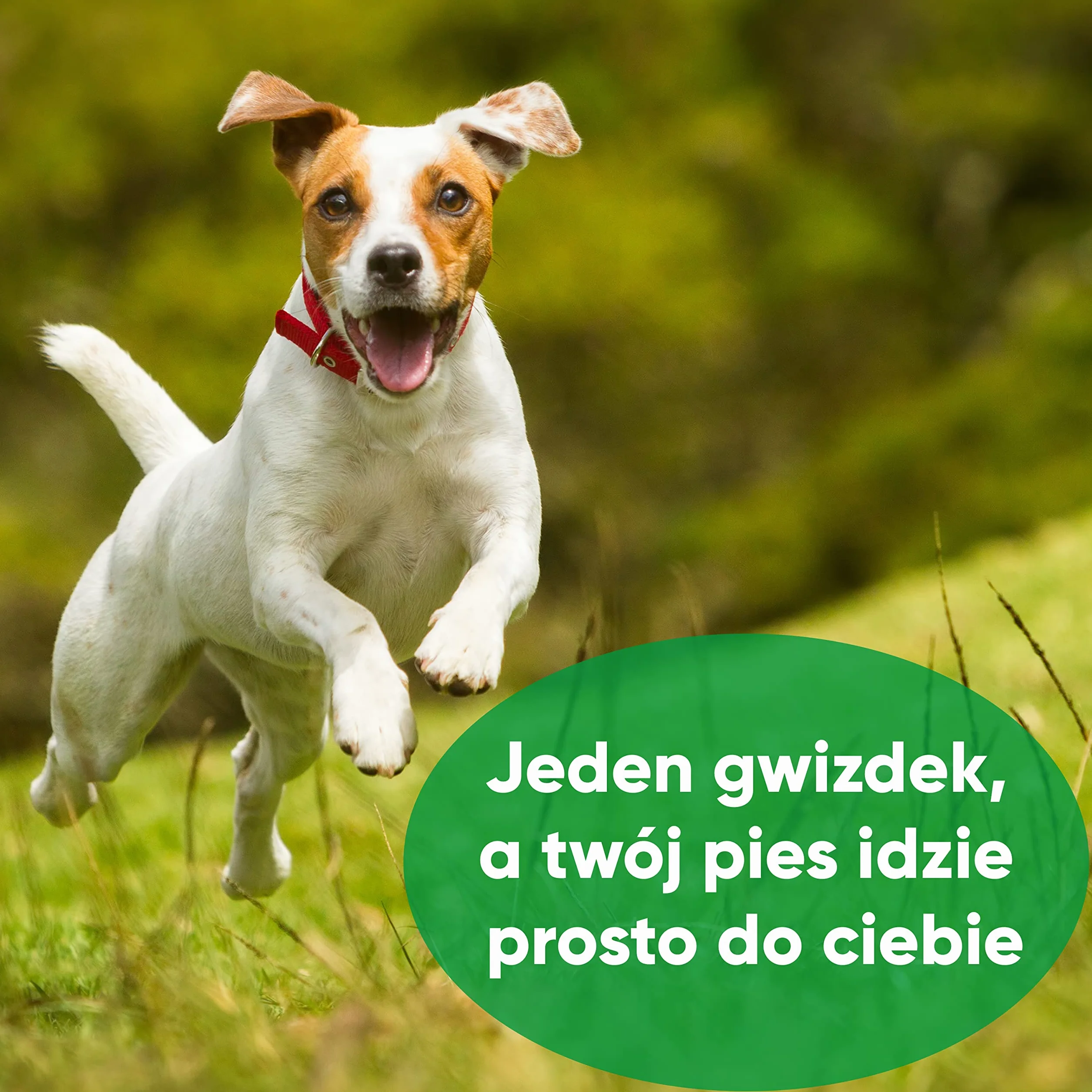 🐾 ENERO® Fajka dla psa – ekstremalnie niezawodny trening i wychowanie – wysoka częstotliwość – daleko idąca głośność – wraz z praktycznym paskiem do zawieszenia