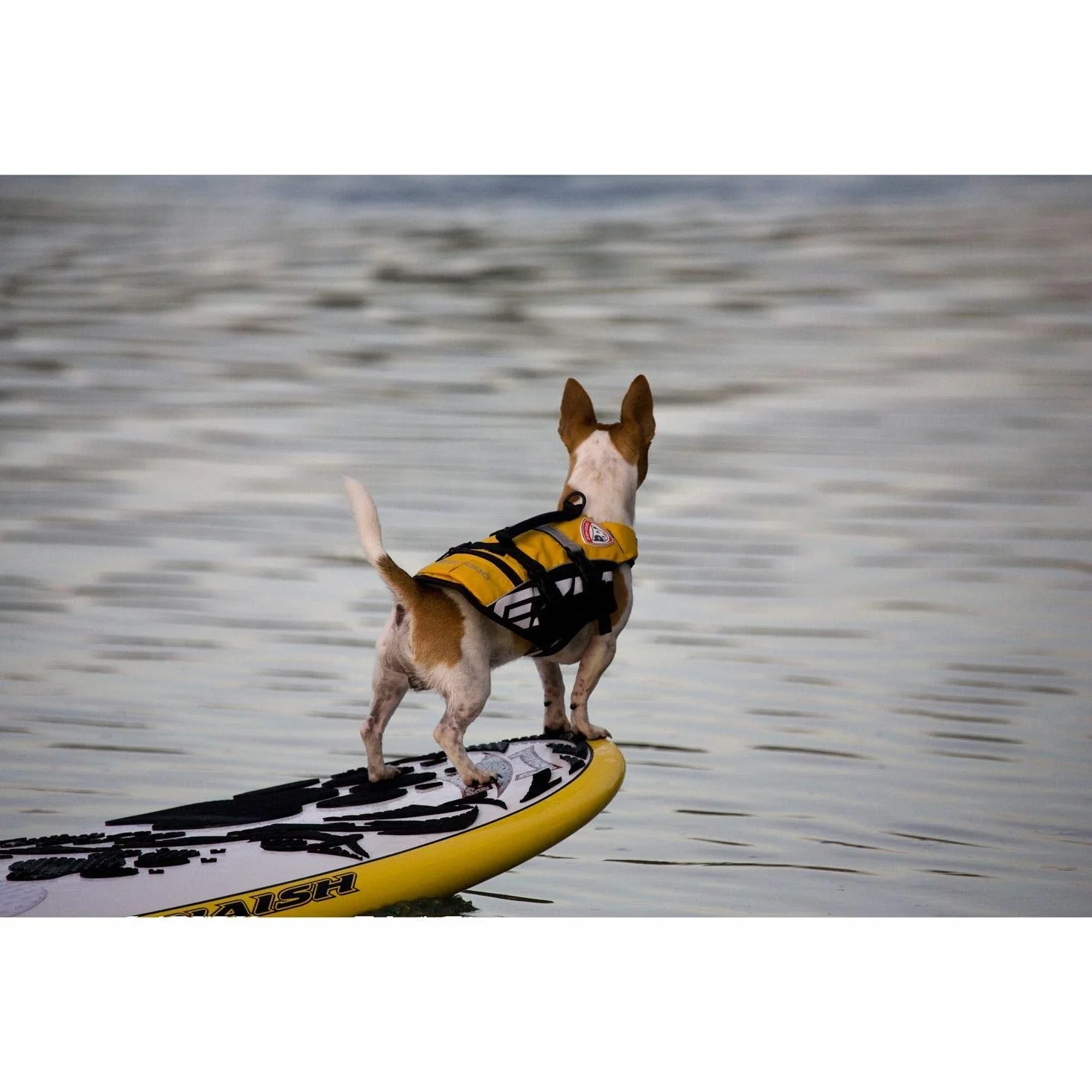 EzyDog Micro Dog Flotation Device, XS, żółty