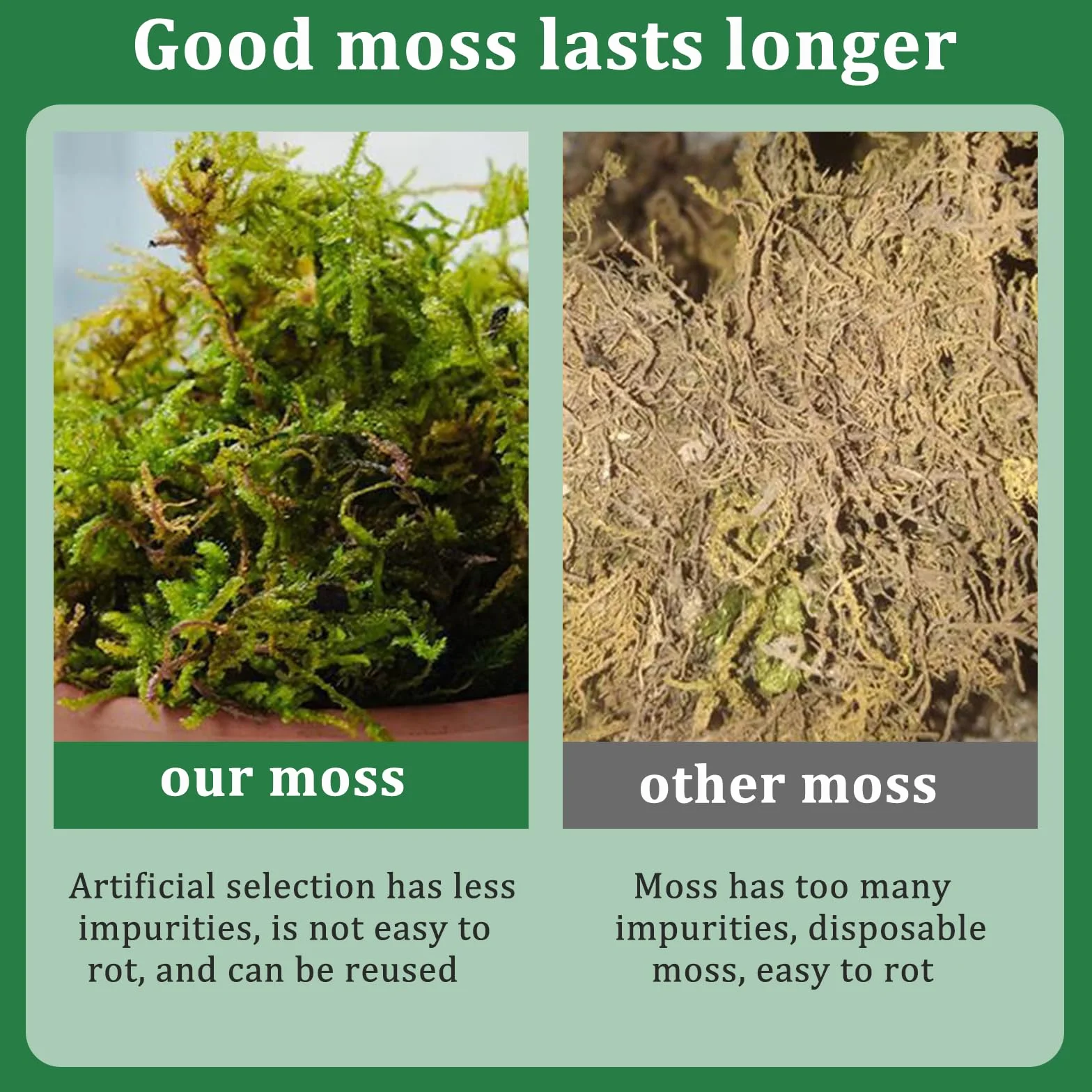 CONNECTION Sphagnum Mech dla Roślin 200g Naturalny Mech Torfowy Naturalny Sphagnum Mech dla Gadów Mech do Rękodzieła na Terrarium, Klatki dla Gadów, Gazony, Ogród, Rośliny Pokojowe, Dekoracja