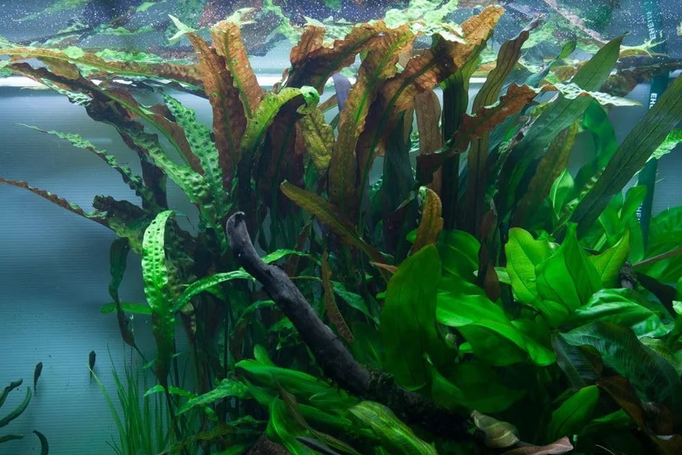 AquaOne Cryptocoryne usteriana roślina do akwarium, 3 sztuki, środek gruntu, roślina wodna, roślina akwariowa, rozeta w pełni zakorzeniona, prosta dekoracja Aquascaping