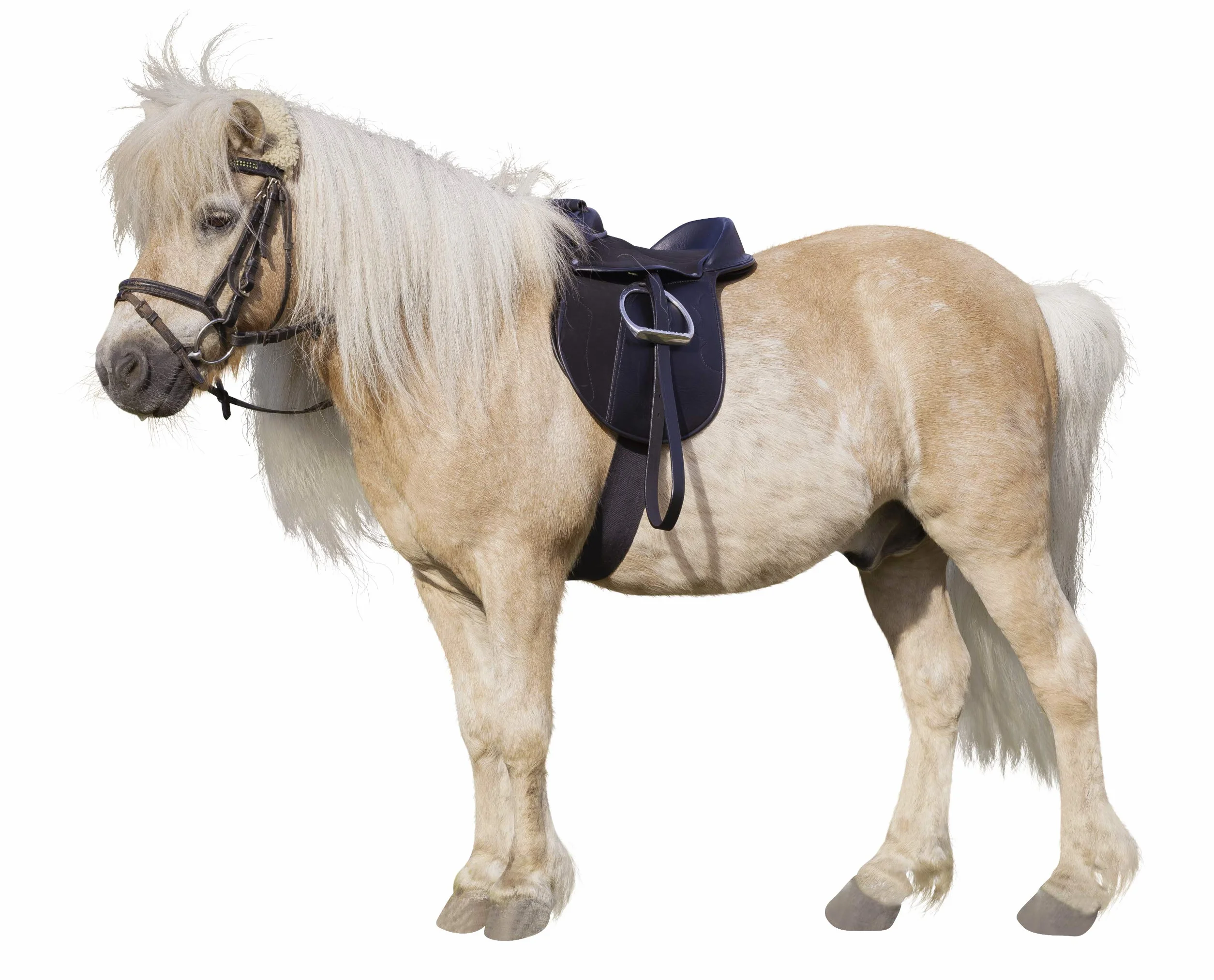 Kerbl Economy Pony 325415 zestaw siodełek, czarny