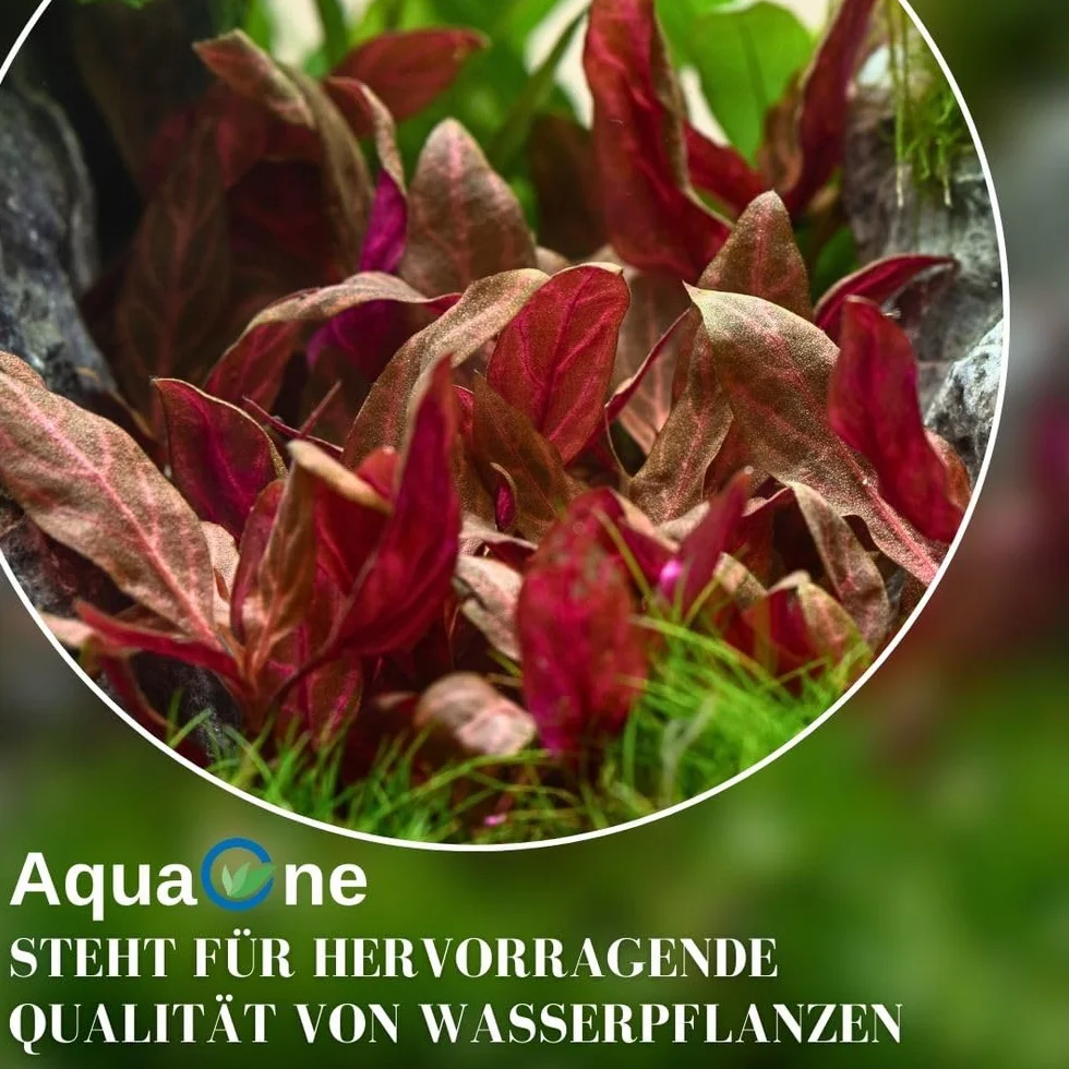 AquaOne Roślina akwariowa Cyperus helferi I roślina wodna, roślina akwariowa, rozłogi w pełni zakorzenione, łatwa w pielęgnacji, dekoracja Aquascaping
