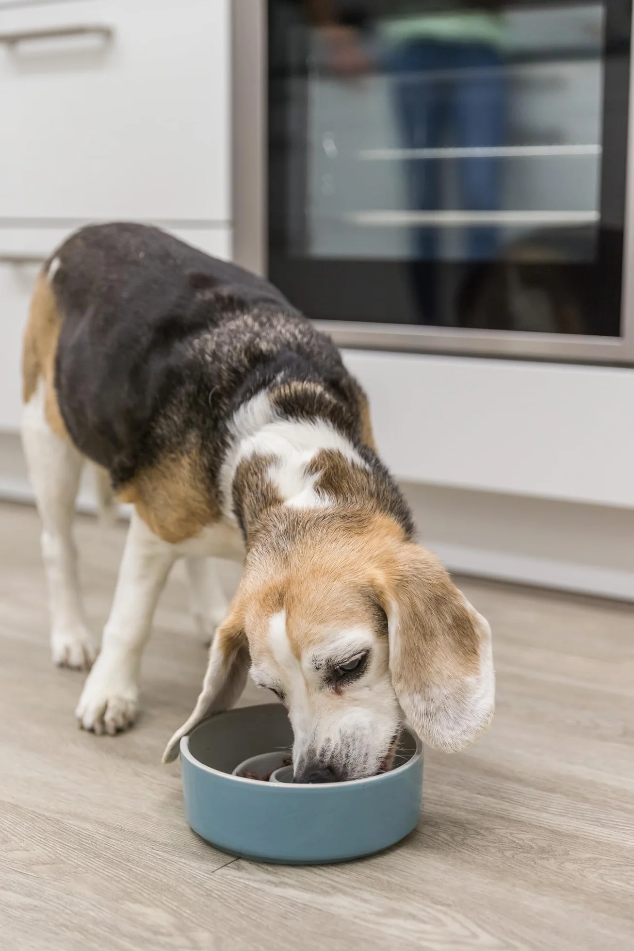 TRIXIE Slow Feeding miska dla psów, ceramiczna, 0,45 l/Ø 14 cm, szara/niebieska, 1 sztuka (1 opakowanie) - 24520