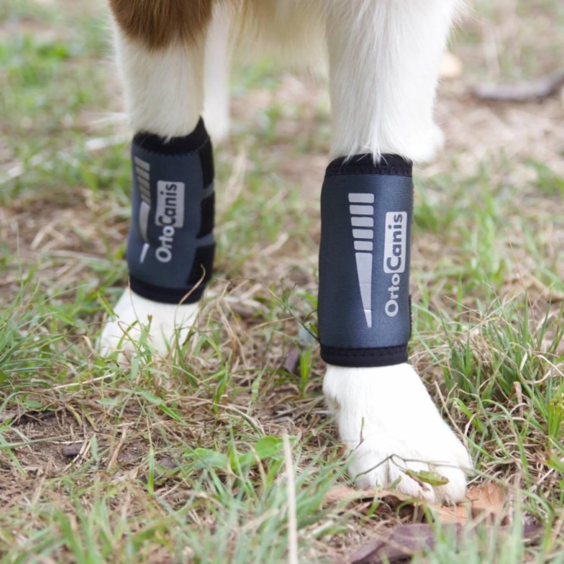 Ortocanis - Bandaż na staw nadgarstkowy dla psa - Artroza, urazy więzadeł i ścięgien lub Agility dla psów - Wykonany z neoprenu ARD - Rozmiar XXS 5-8 cm