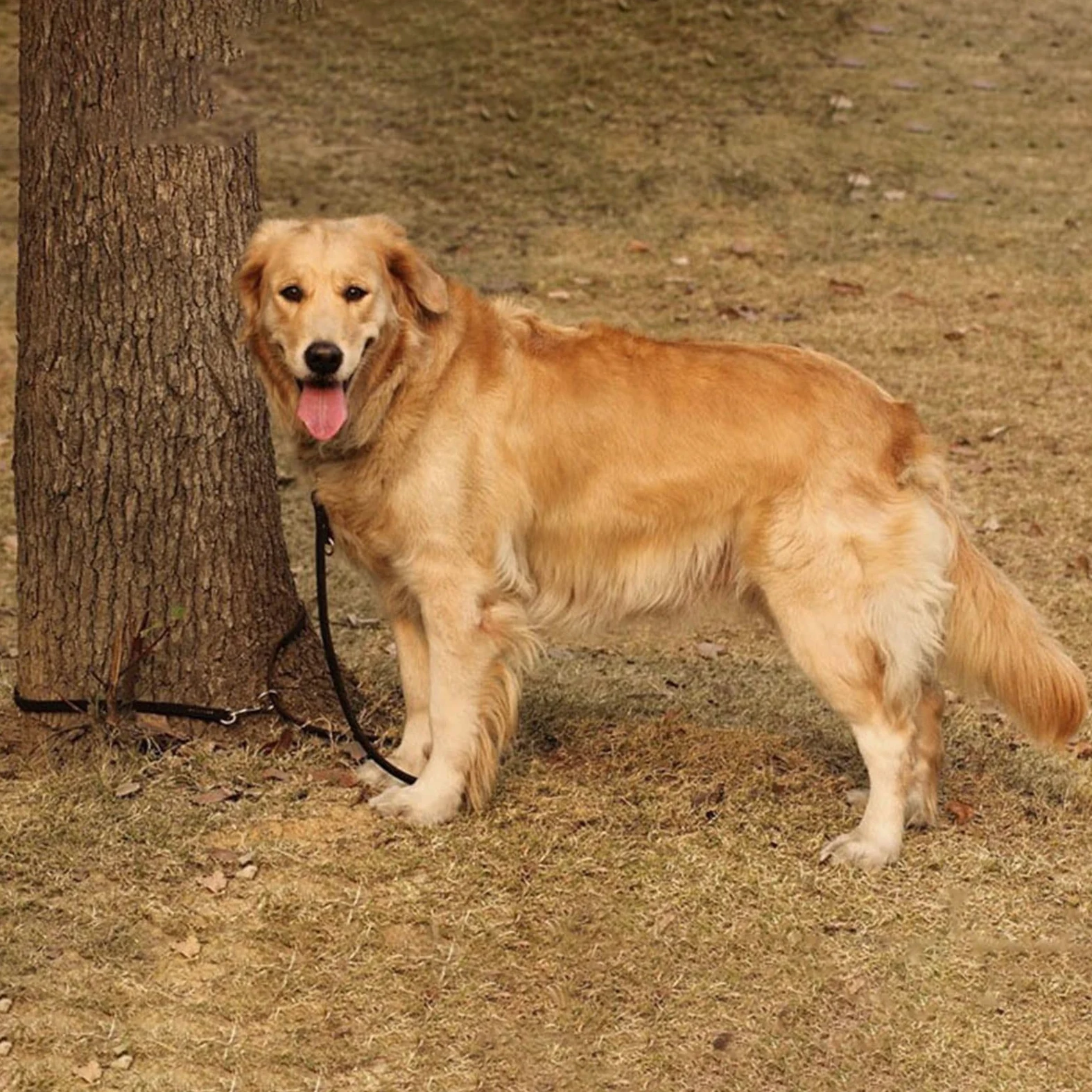 Skórzana smycz dla zwierząt Skórzana linka trakcyjna Podwójna przyczepność Łańcuch P Obroża Wielofunkcyjna długość Pet Dog Walking Dog Training Lina trakcyjna Lina dla psa (Kolor: 04, Rozmiar: 1,2 c