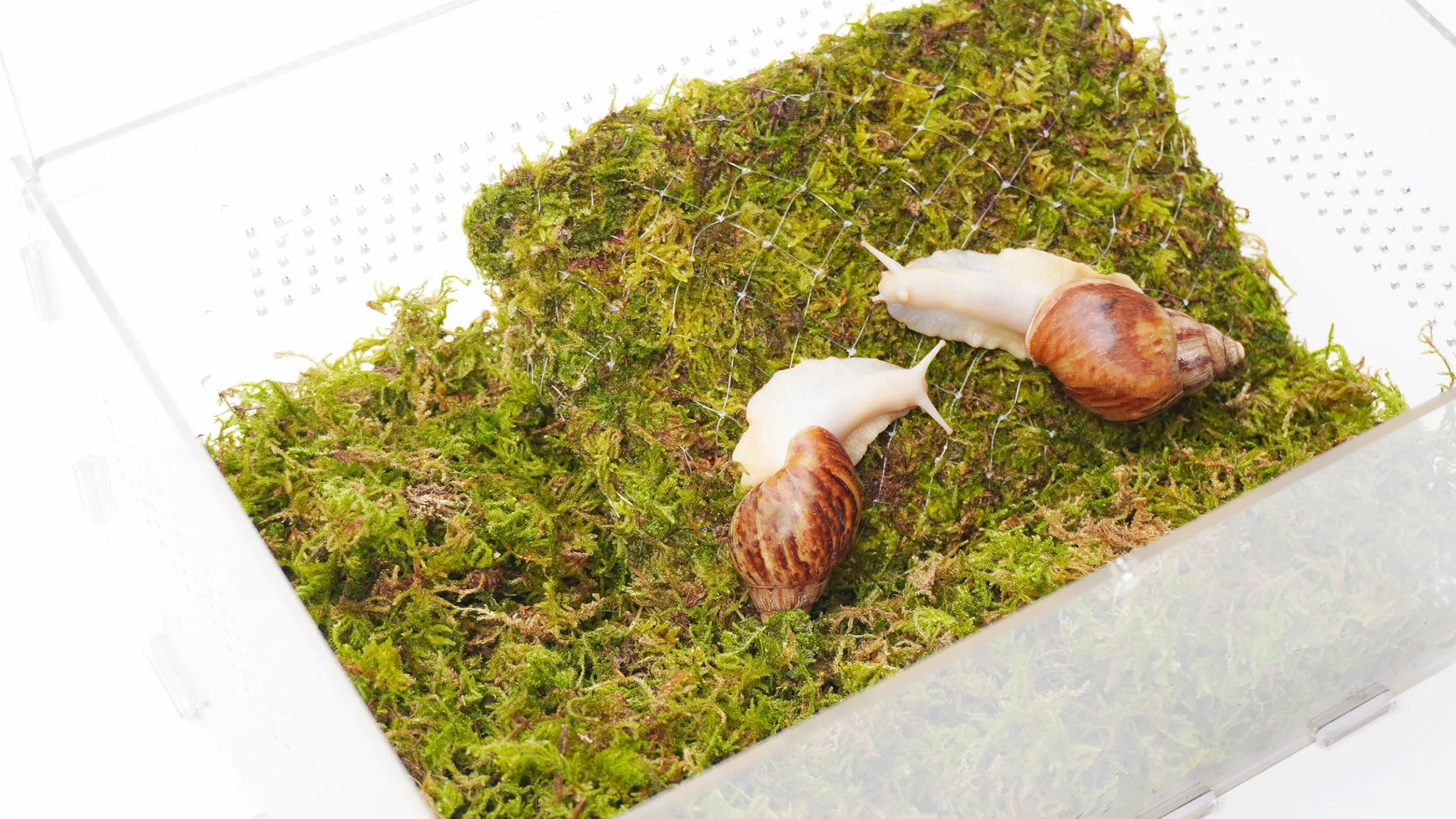Zestaw terrarium dla zwierząt domowych ze ślimakiem o wymiarach 28,5 x 20 x 15 cm terrarium ze ślimakiem i ścianą wspinaczkową 18 cm