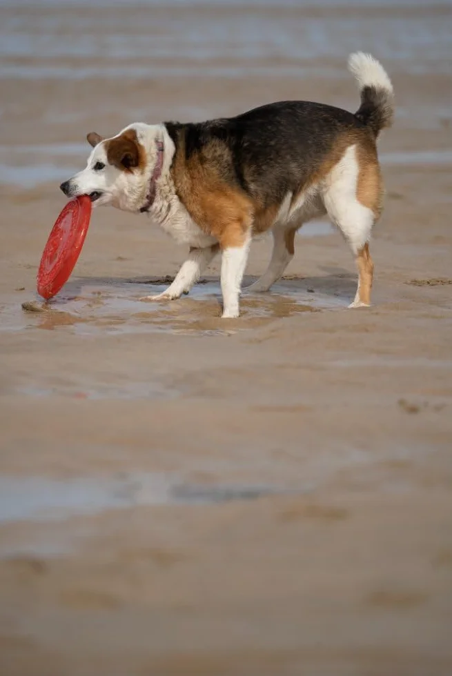 Petface Toyz gumowa zabawka dla psa frisbee - kolor może się różnić