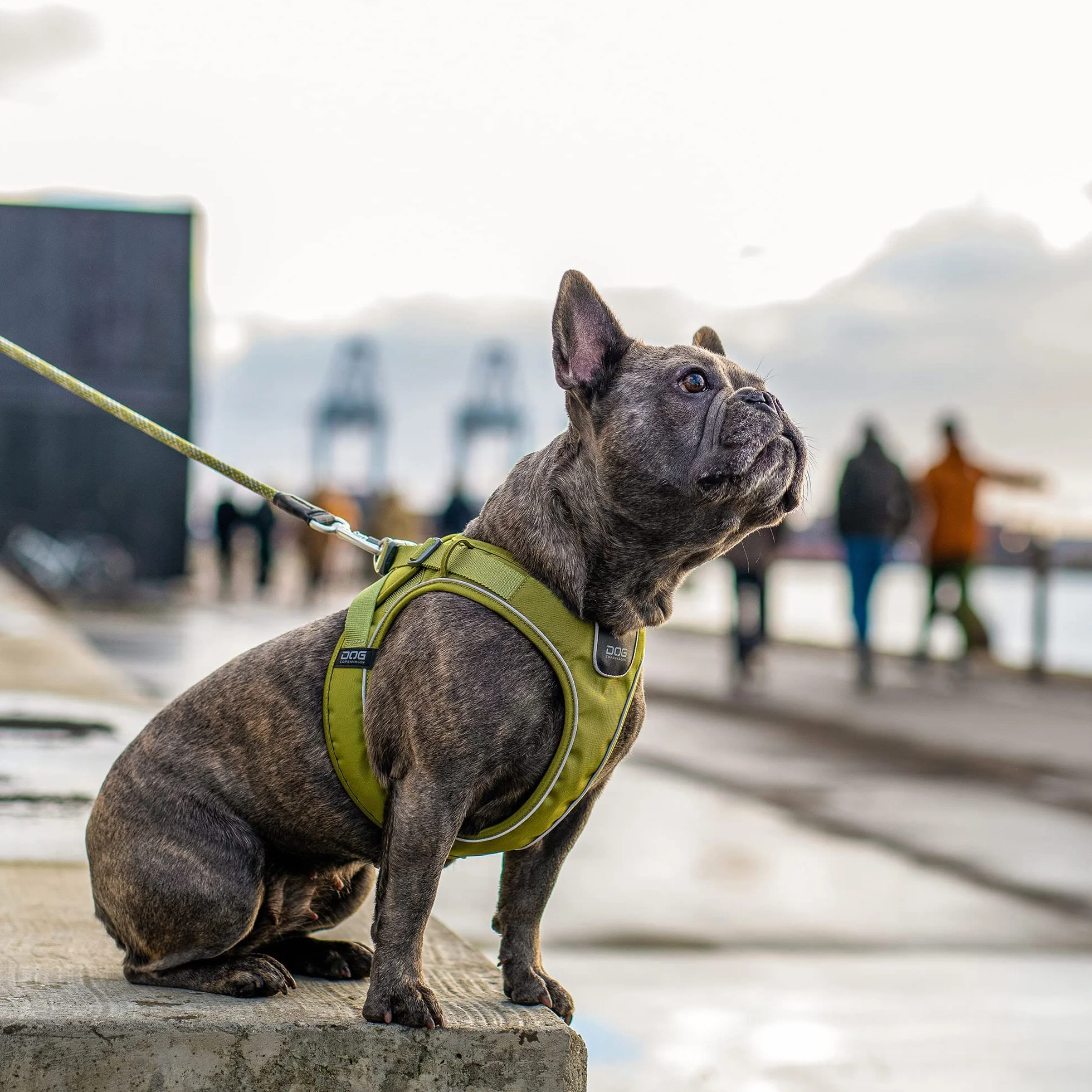 Uprząż DOG Copenhagen Comfort Walk Go