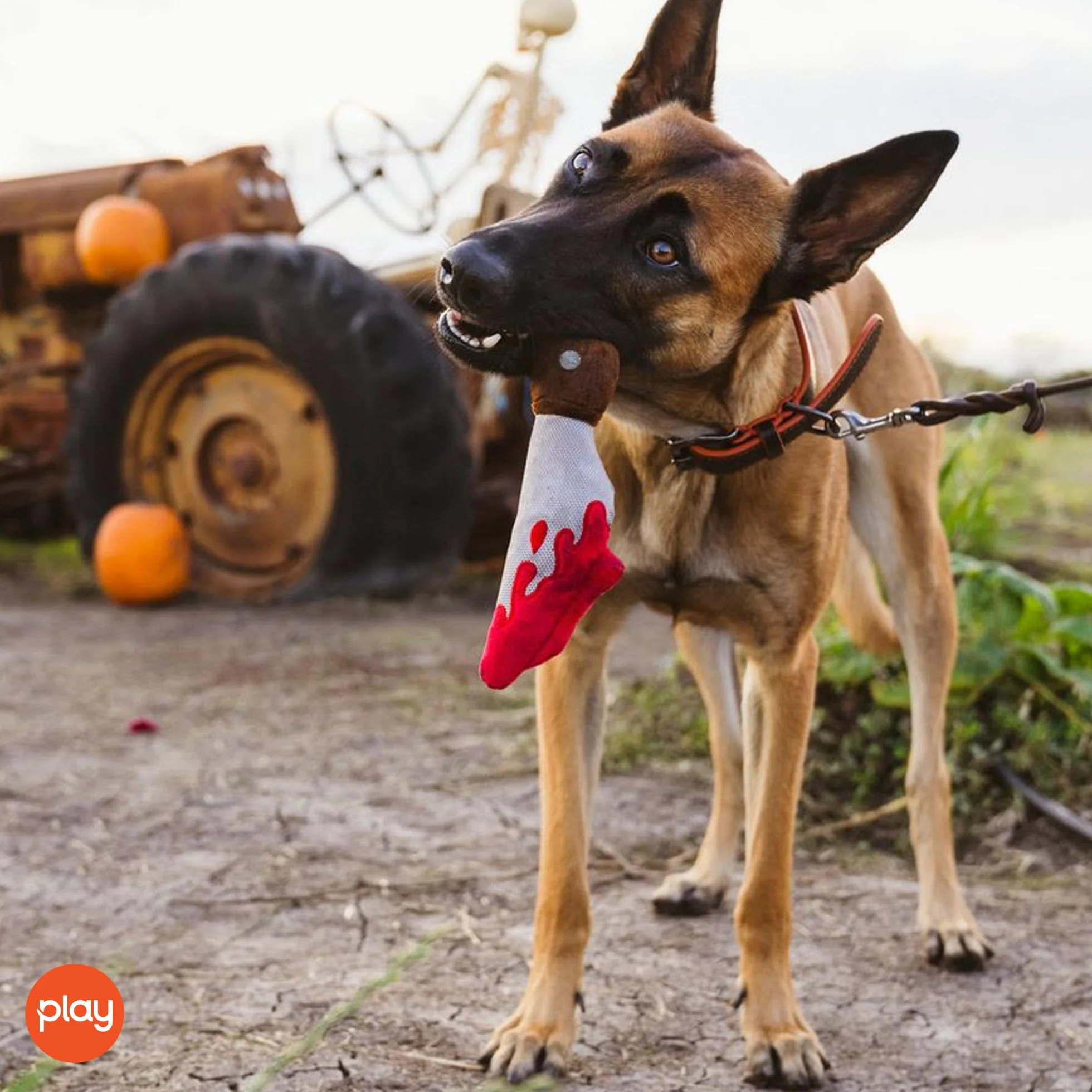 P.L.A.Y – Pet Lifestyle & You Howling Haunts_DoggyDagger