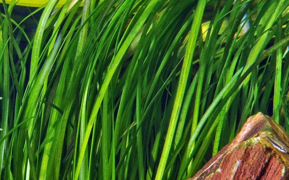 Tropica Roślina Akwariowa Vallisneria spiralis 'Tygrys Nr.055A' Rośliny Wodne do Akwarium Rośliny Akwariowe