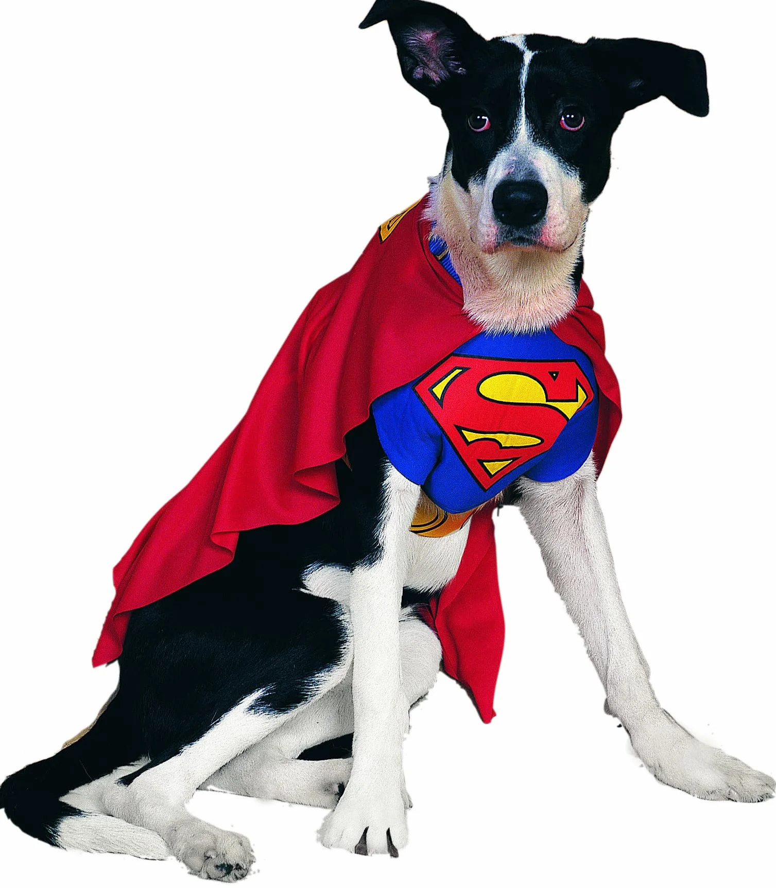 Rubie's Oficjalny kostium dla psa, Superman