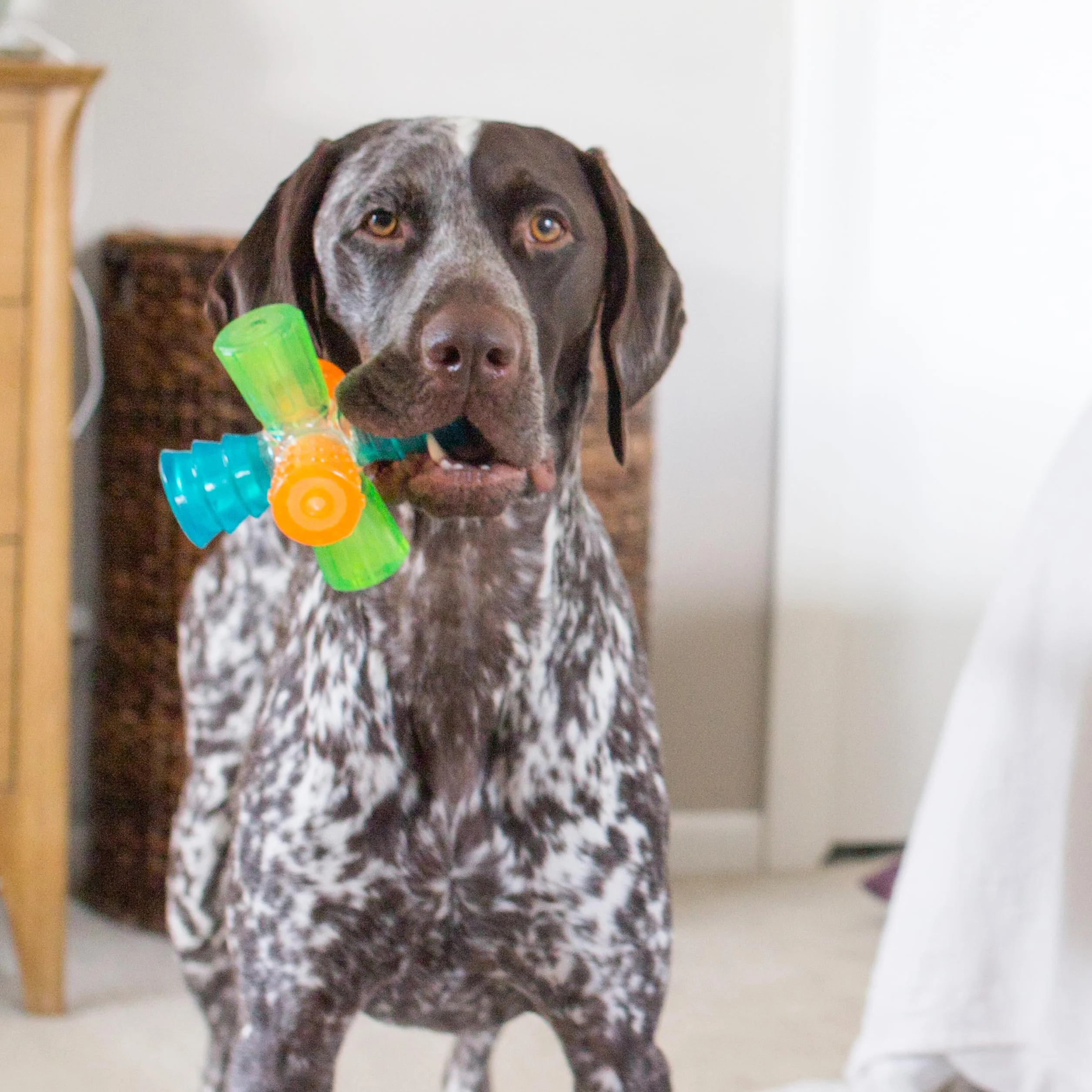 Outward Hound Triple Jack interaktywna zabawka dla psa