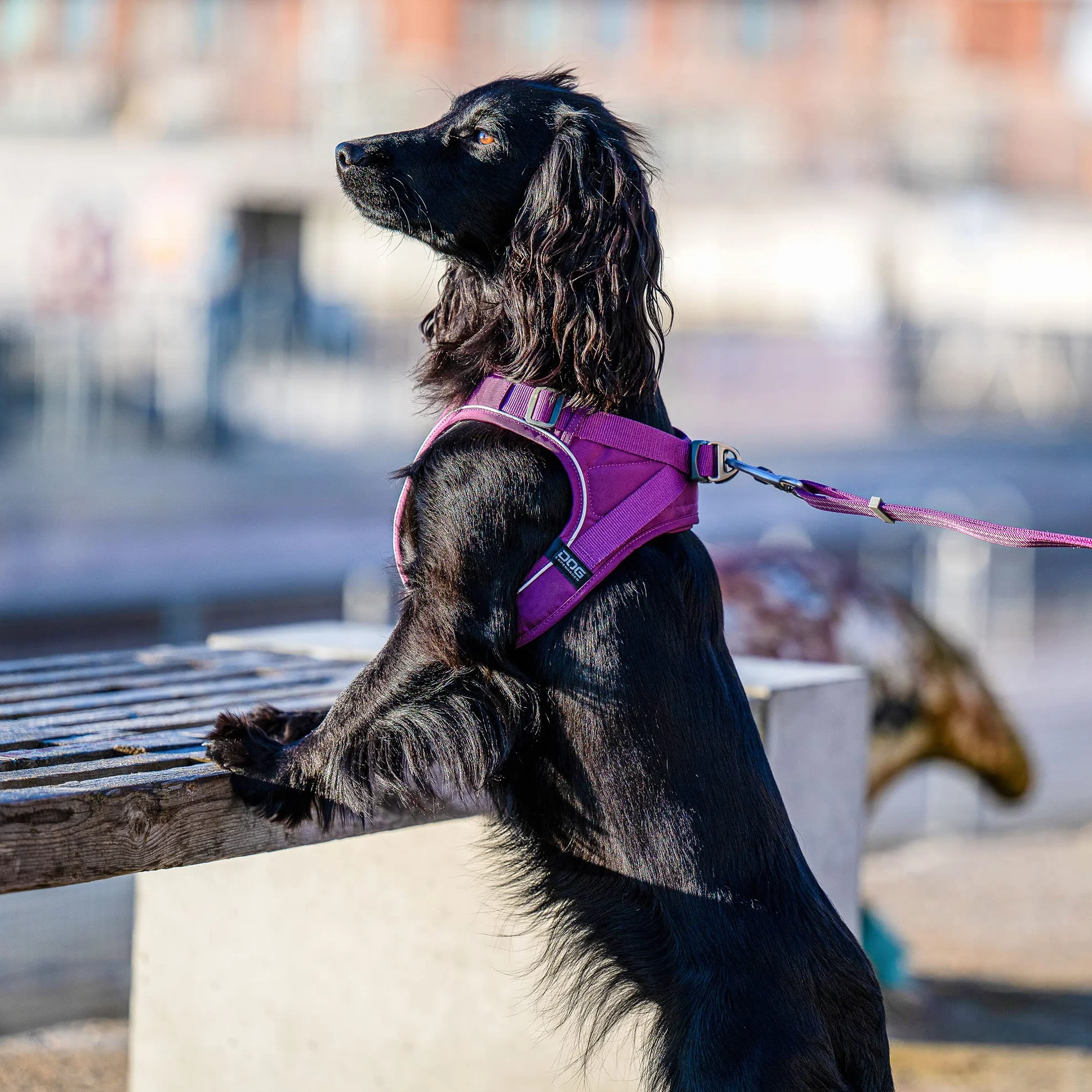 Uprząż DOG Copenhagen Comfort Walk Go