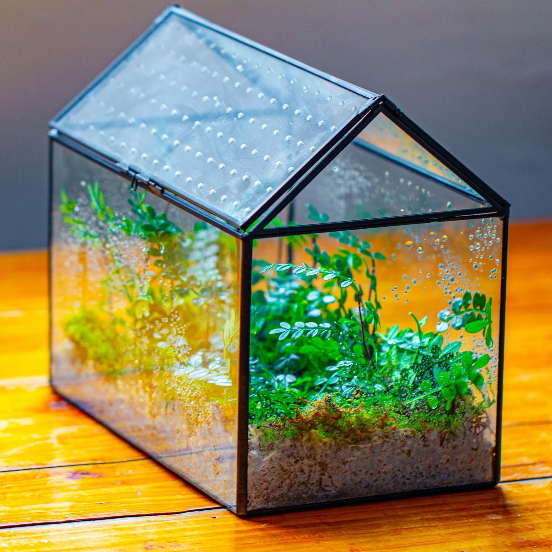 NCYP Szklane terrarium w kształcie domu z akrylową pokrywką, duże, geometryczne pudełko terrarium na ślimaki, paprocie, sukulenty, rośliny powietrzne, czarna dekoracja blatu (bez roślin)