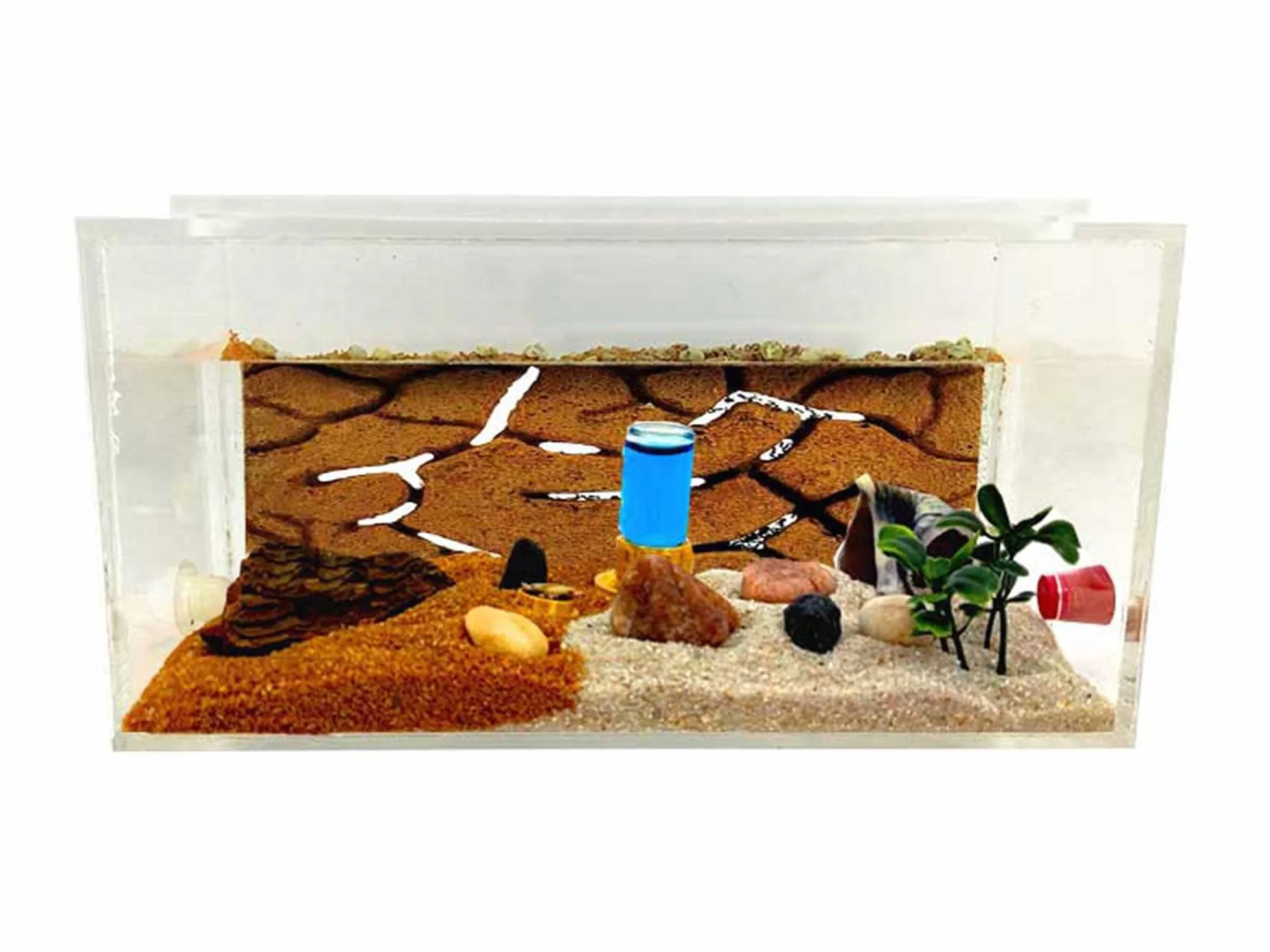 Anthillshop. pl - Mrówkojnik naturalny piasek akrylowy 1- Z mrówkami w zestawie┃20-30 mrówek.